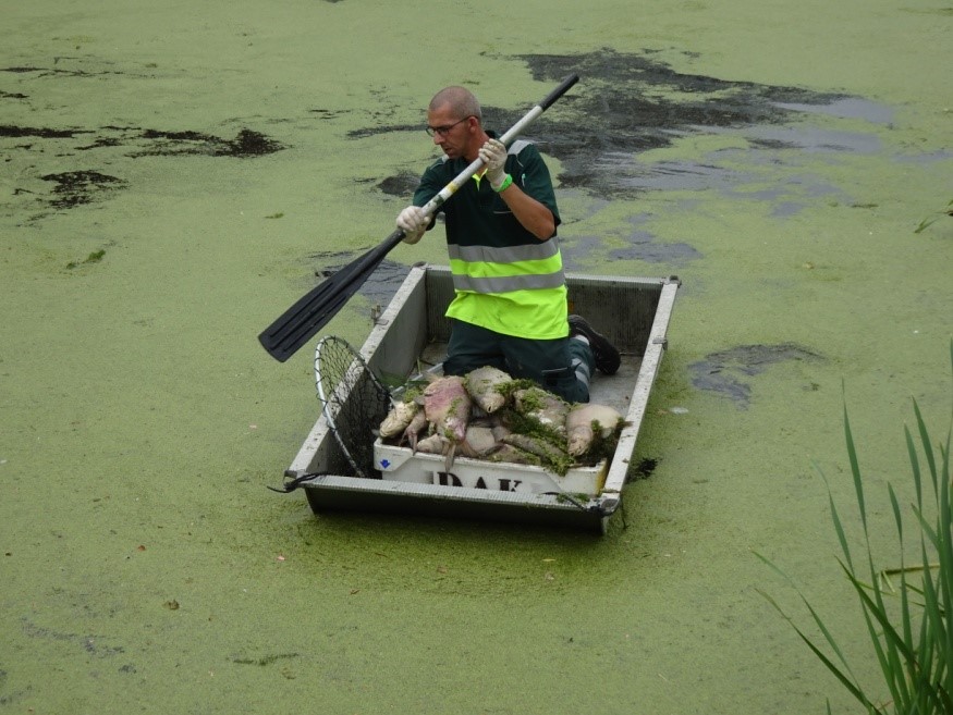 Vrijwilligers van Dierenambulance Kennemerland hebben geassisteerd bij het verwijderen van de dode vissen uit de Neksloot. (Foto: Aangeleverd)
