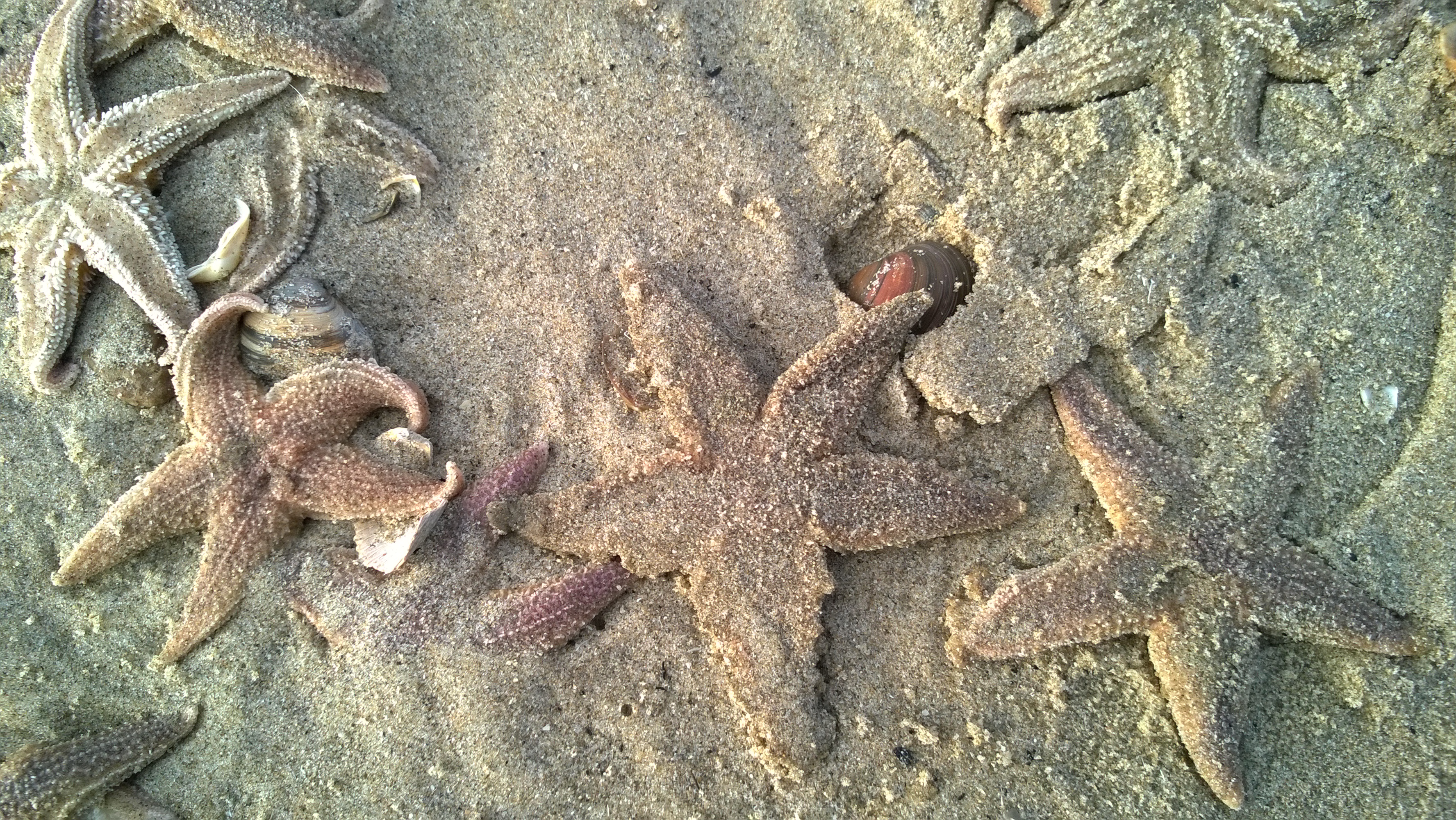 Zand, zee en strandvondsten bij de Schaapskooi. (Foto: aangeleverd)