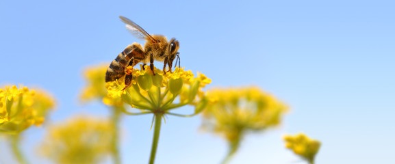 Tweederde van de insecten verdween in de afgelopen 30 jaar. Milieudefensie roept gemeente en inwoners op om met z'n allen ervoor te zorgen dat de insecten weer kunnen gedijen. "Daar worden we allemaal gelukkiger van". (Foto: RM/John Bontje)