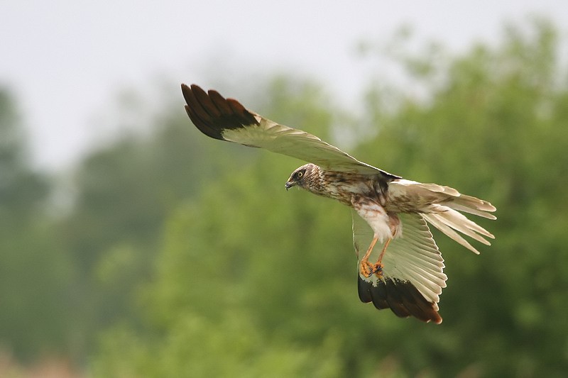 Wie aan de vaarexcursie Roofvogels meedoet, ziet misschien wel een bruine kiekendief. (Foto: Larry Kef)