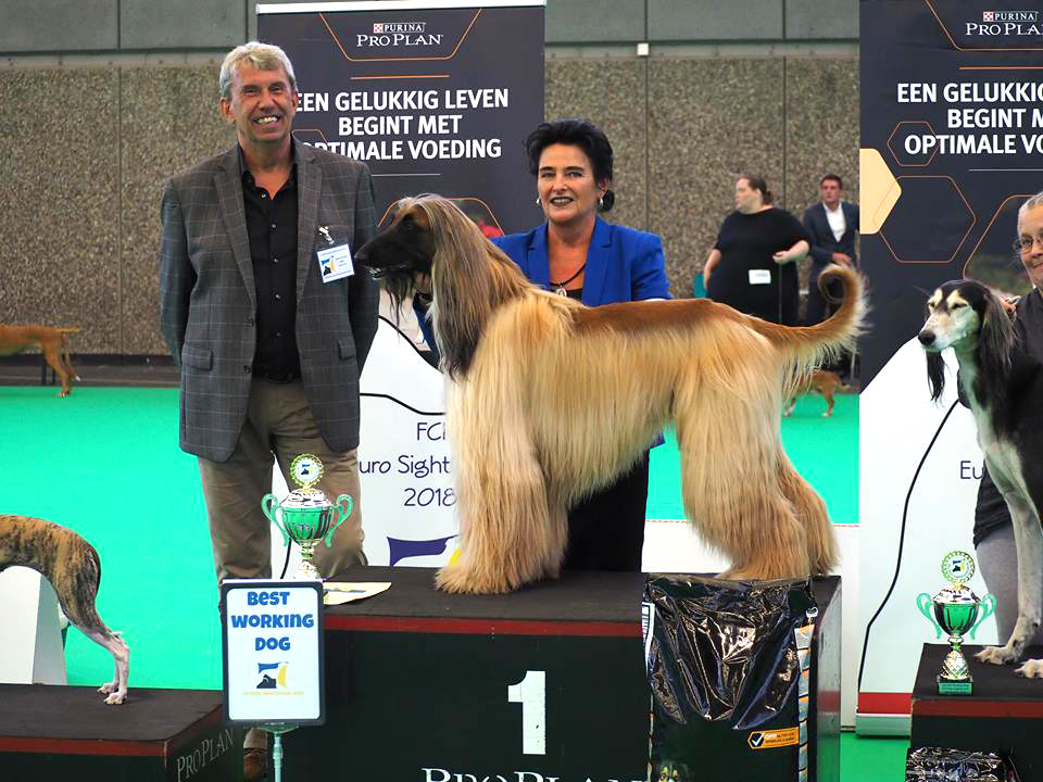 Rhett is wereldkampioen geworden in de werkhonden klasse. (Foto: aangeleverd)