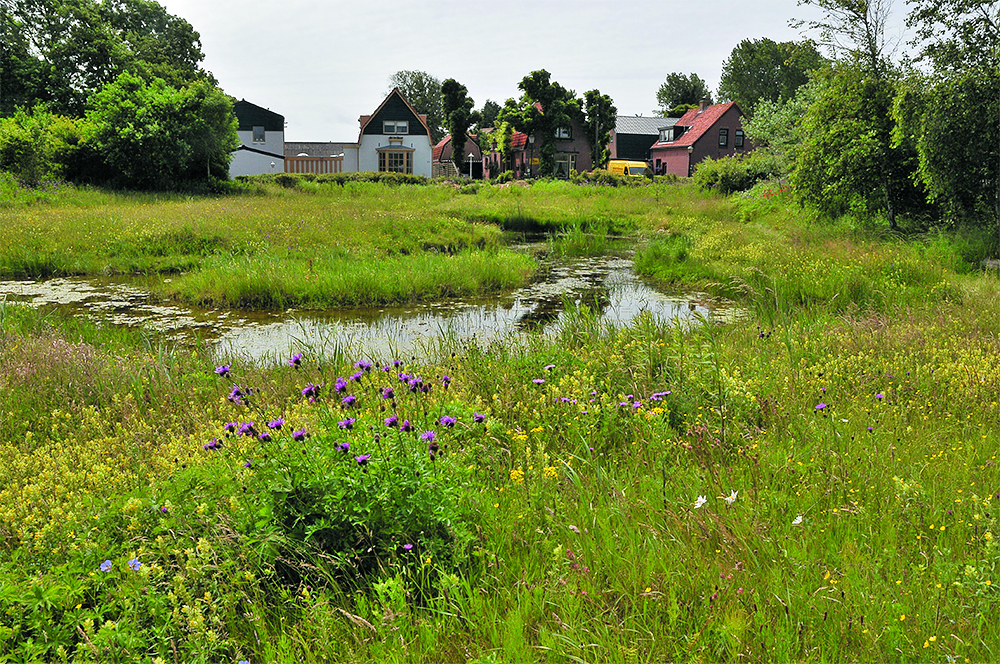 Heemtuin De Wielenmaker oogt nog fris na de droogte. (foto: Peter Lassooij)