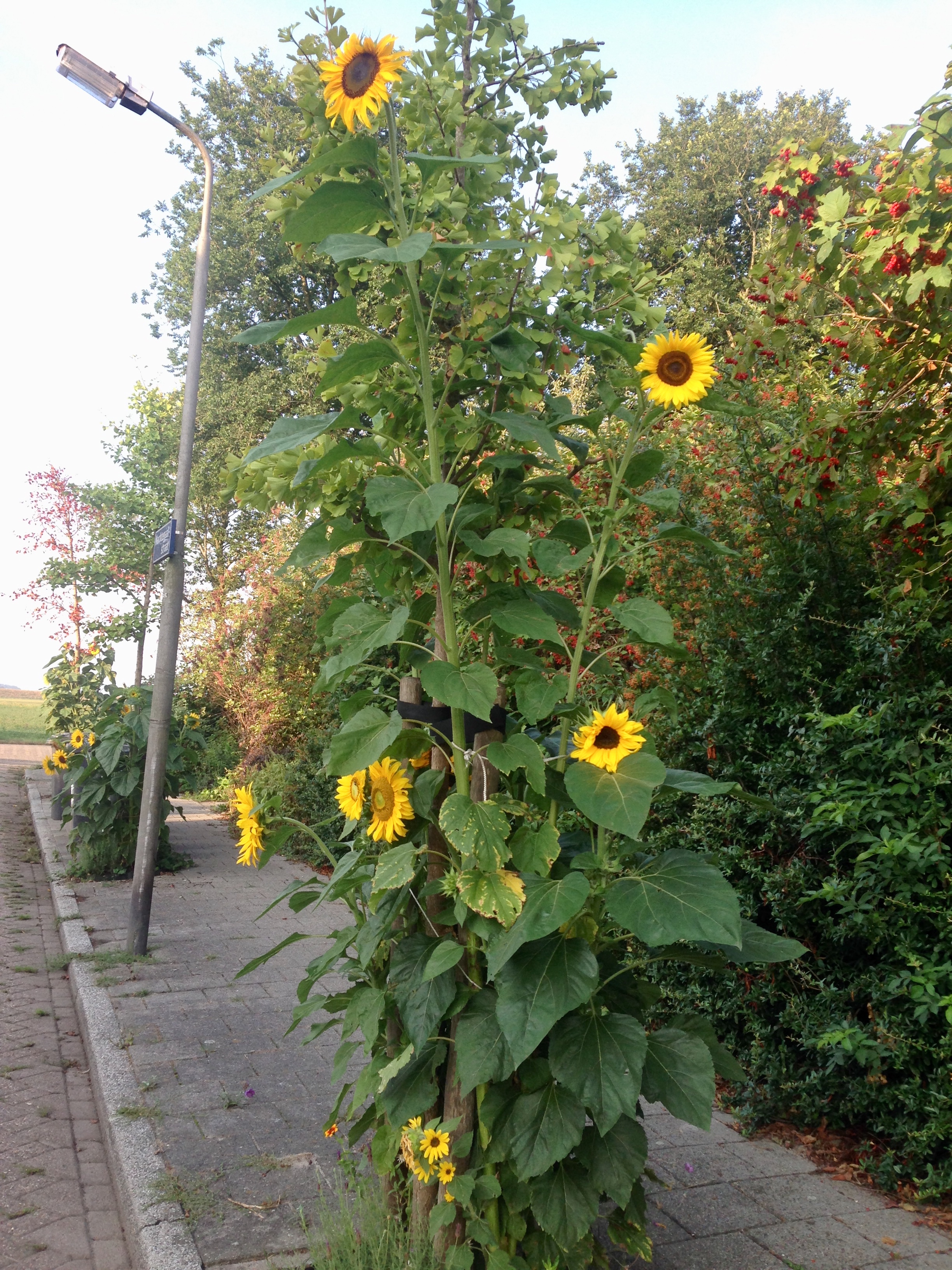 De zonnebloemen zijn naar explosieve hoogtes gegroeid. (Foto: Daniella Ernsting)