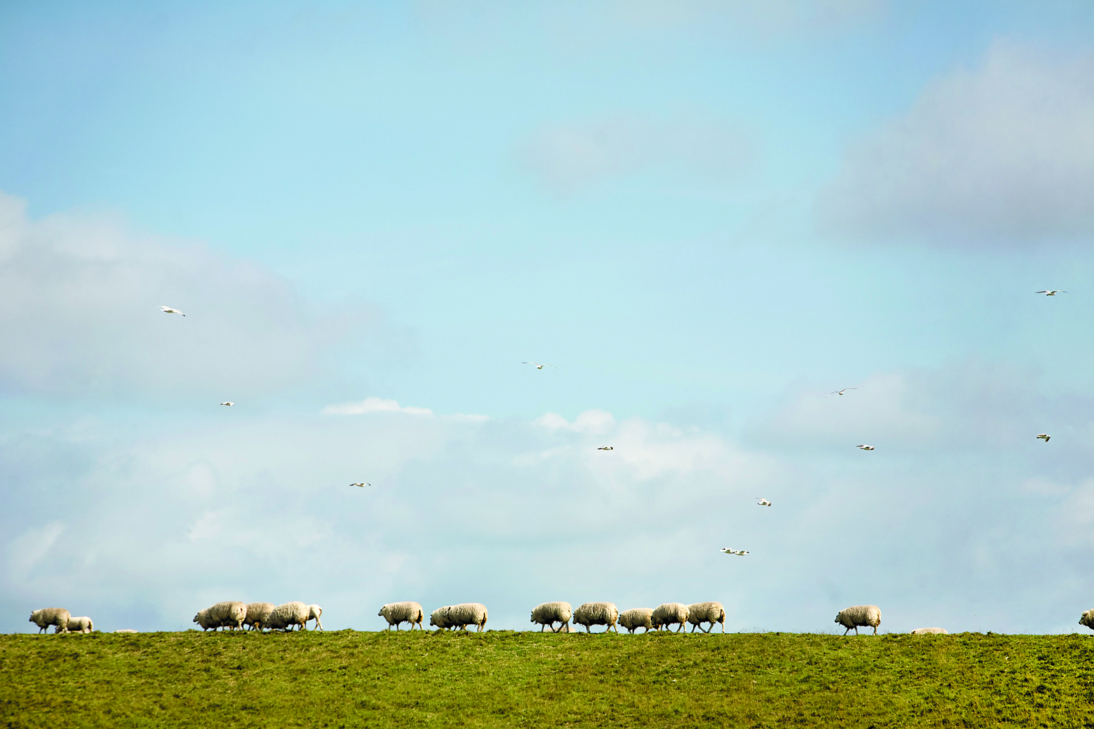 Schapen op de dijk. (Foto: Provincie Noord-Holland)