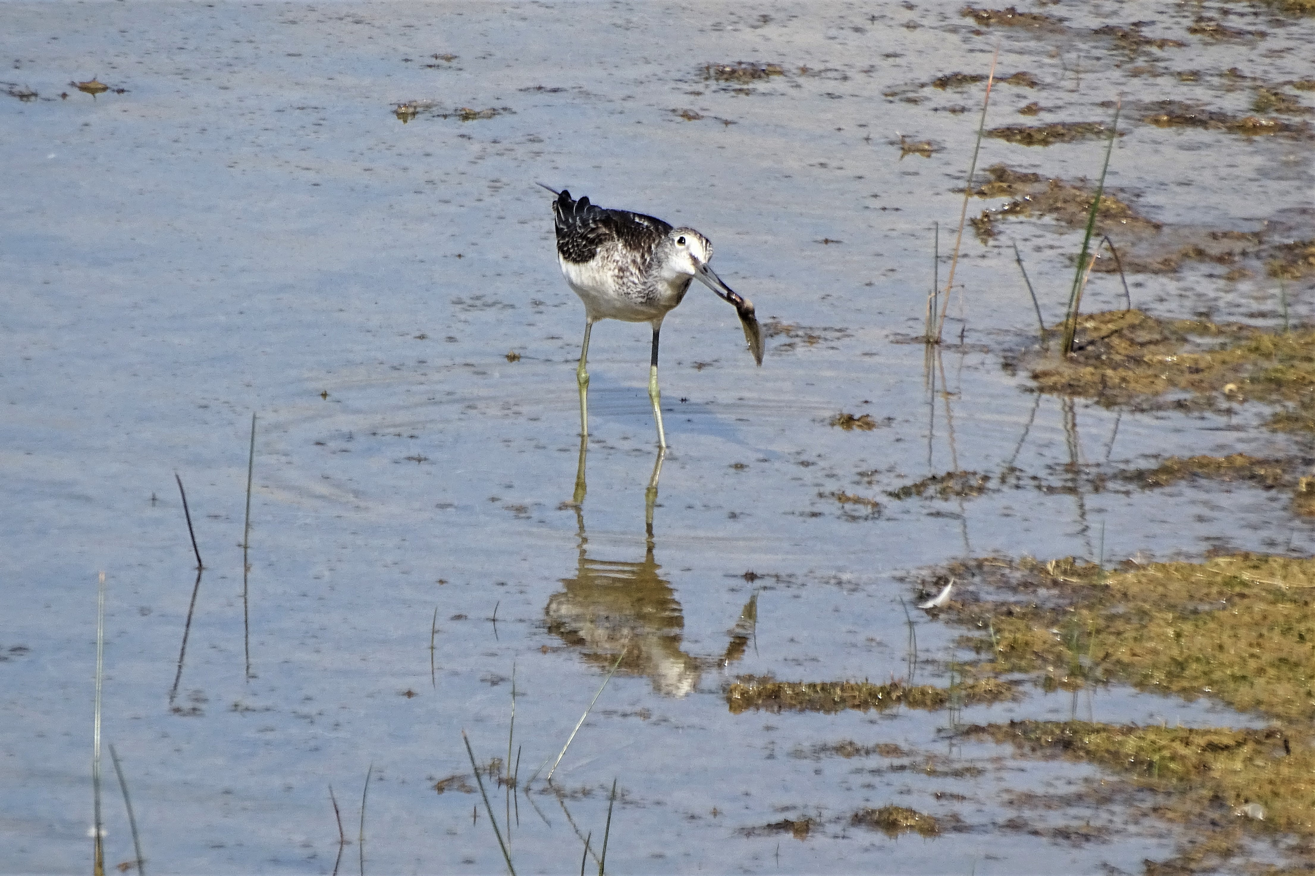 De groenpootruiter (Foto: Cees Baart)