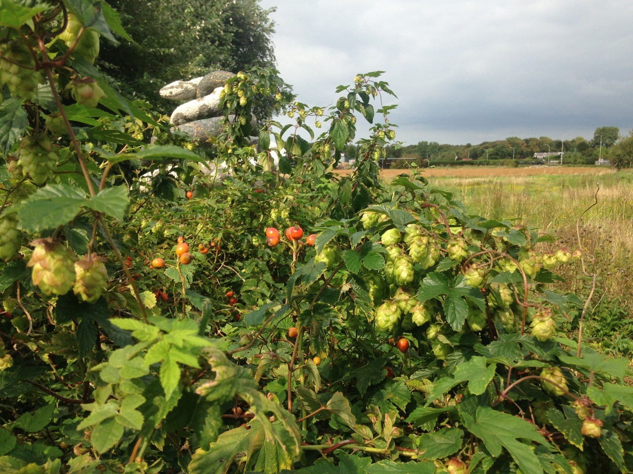 Toeval of wonder van Adelbert? (Foto: aangeleverd).