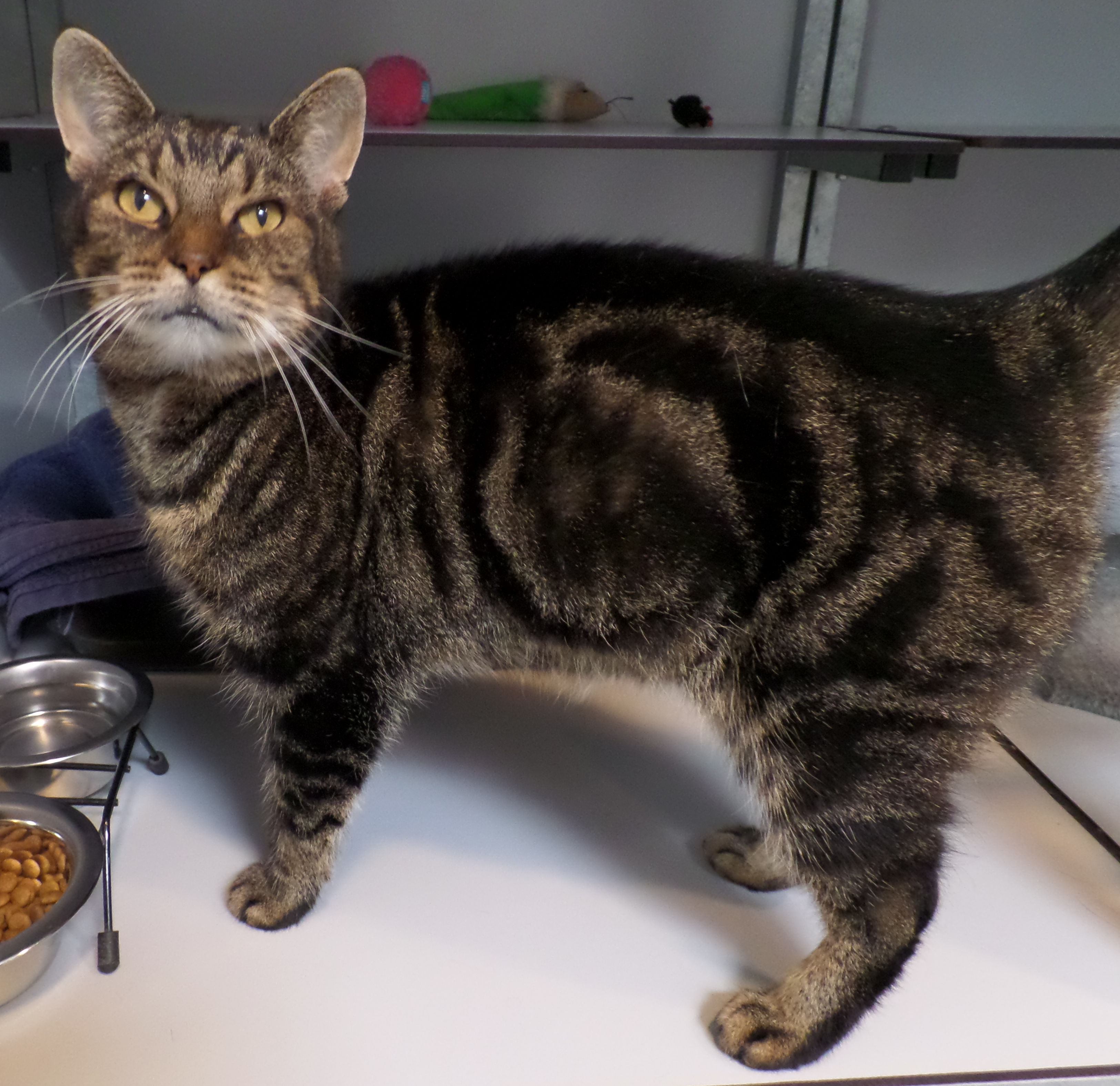 Grover is een rustige kat die dol is op knuffelen. (Foto: aangeleverd)