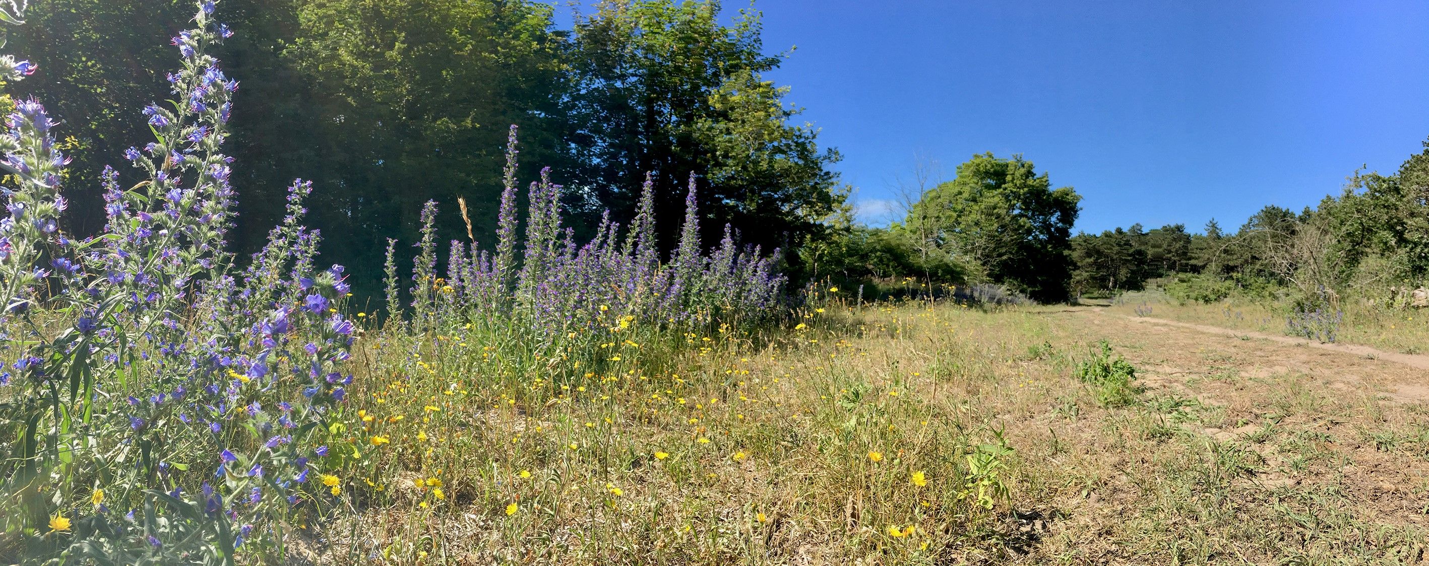 Door meer ruimte te creëren in het bos ontstaat ruimte voor bloeiende planten, vlinders en insecten. (Foto: Johan Bos / TIU.nl).