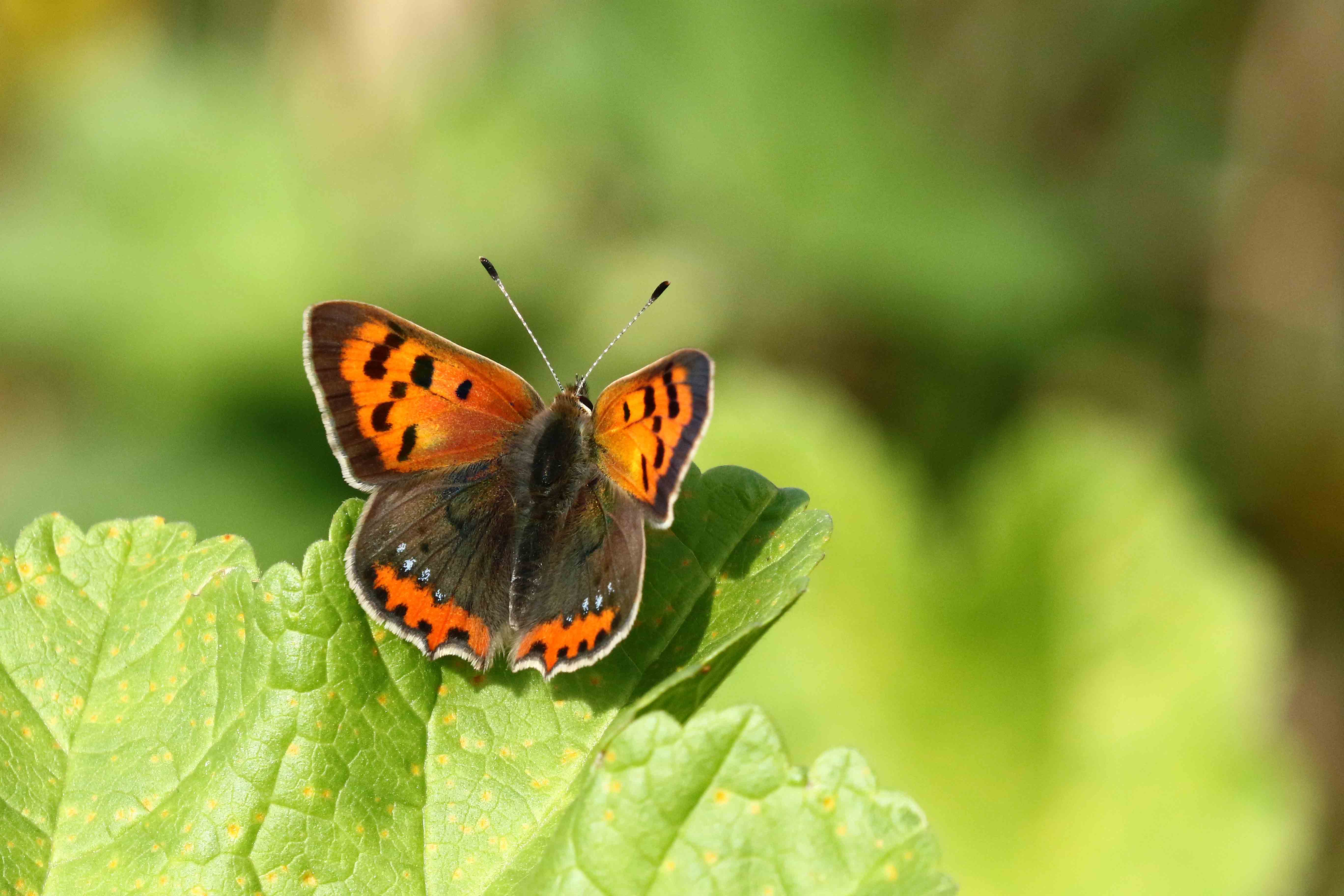 Meer weten over insecten? Kom aanstaand weekend naar het Rundveemuseum in Aartswoud. (Foto: Hanneke de Boer)