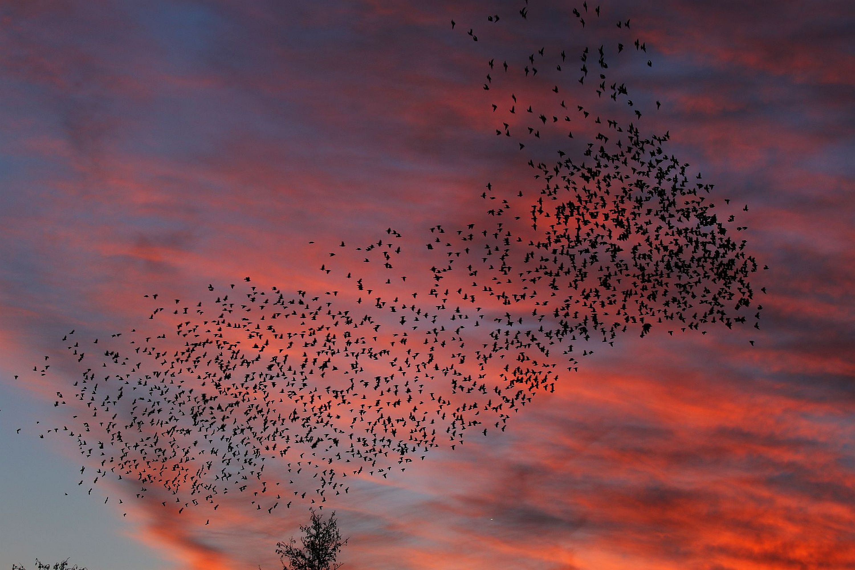 De spreeuwen vlogen van links naar rechts en van boven naar beneden. Een adembenemend gezicht. (Foto: Walter Hollenkamp)
