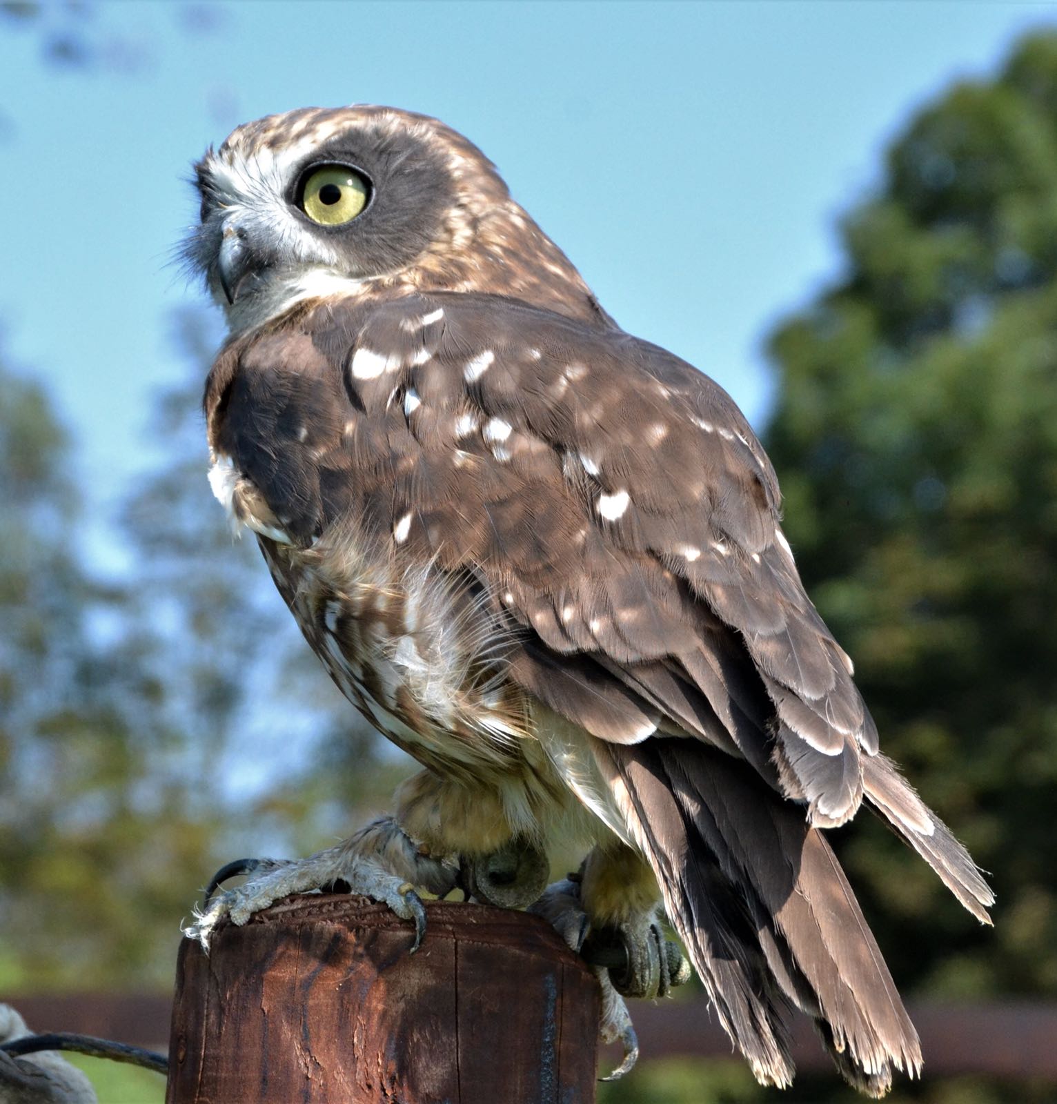 Deze uil is misschien wel te bewonderen bij Roofvogelcentrum Beemster... (Foto: Roofvogelcentrum Beemster)