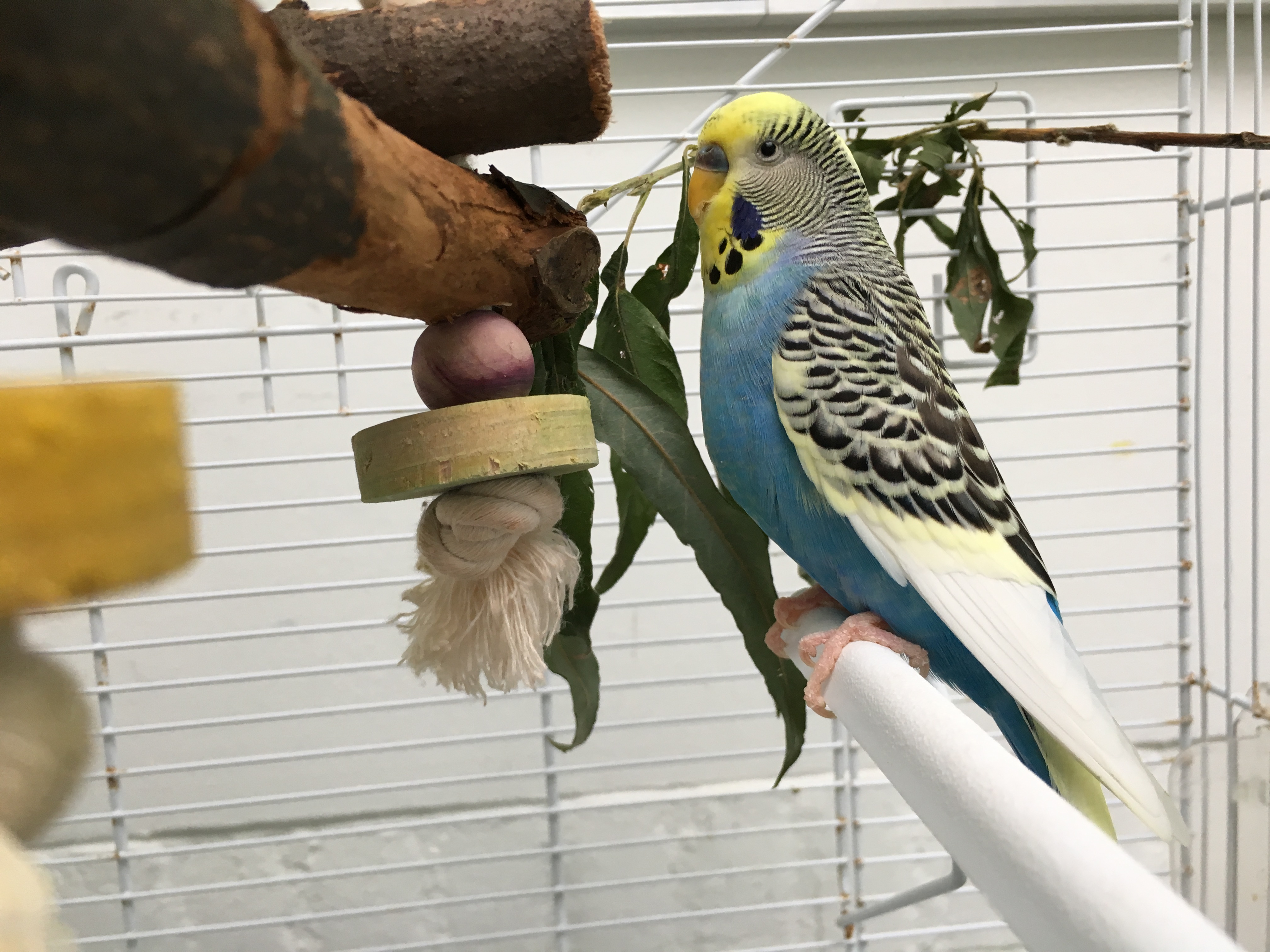 Help Catootje aan gezelschap en een ruime volière. (Foto: aangeleverd)