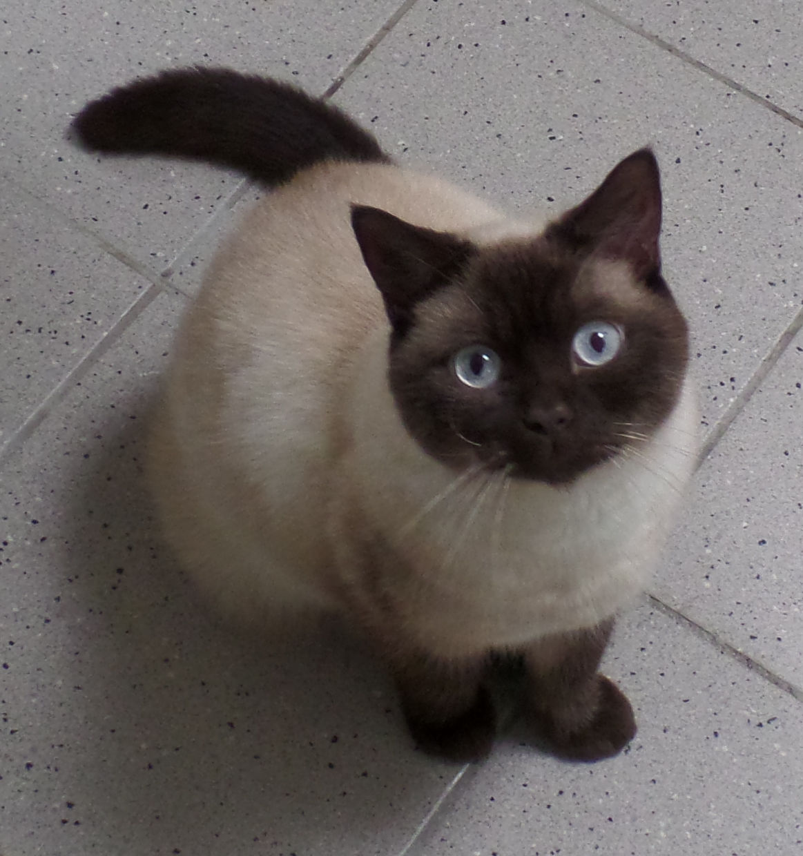 Jax is een echte vrijbuiter die graag buiten speelt en lekker zijn eigen gang wil kunnen gaan. (Foto: aangeleverd)