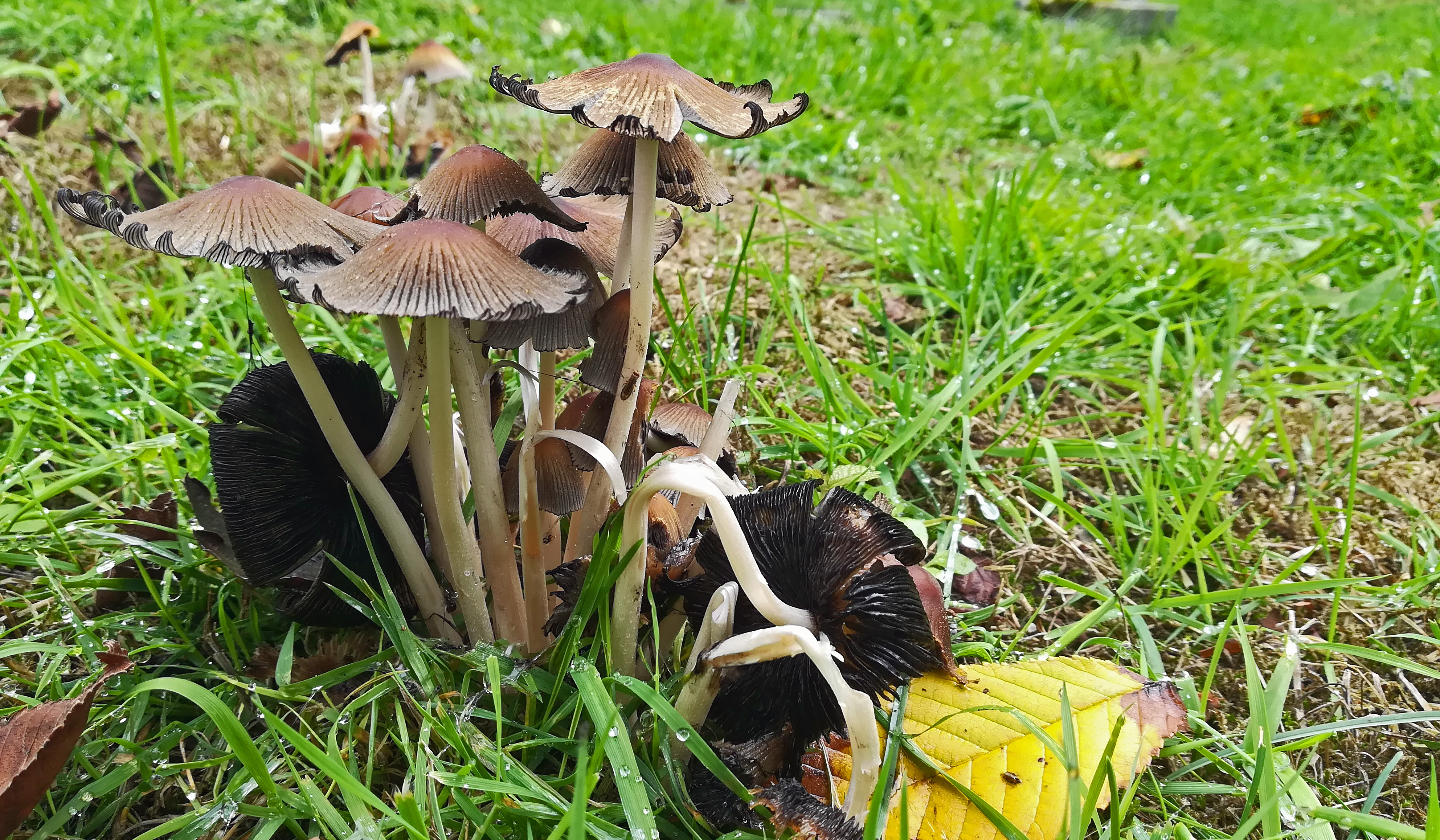 De herfst nadert snel, met dit weer schieten de zwammen als paddestoelen uit de grond (Foto: Sjef Kenniphaas).