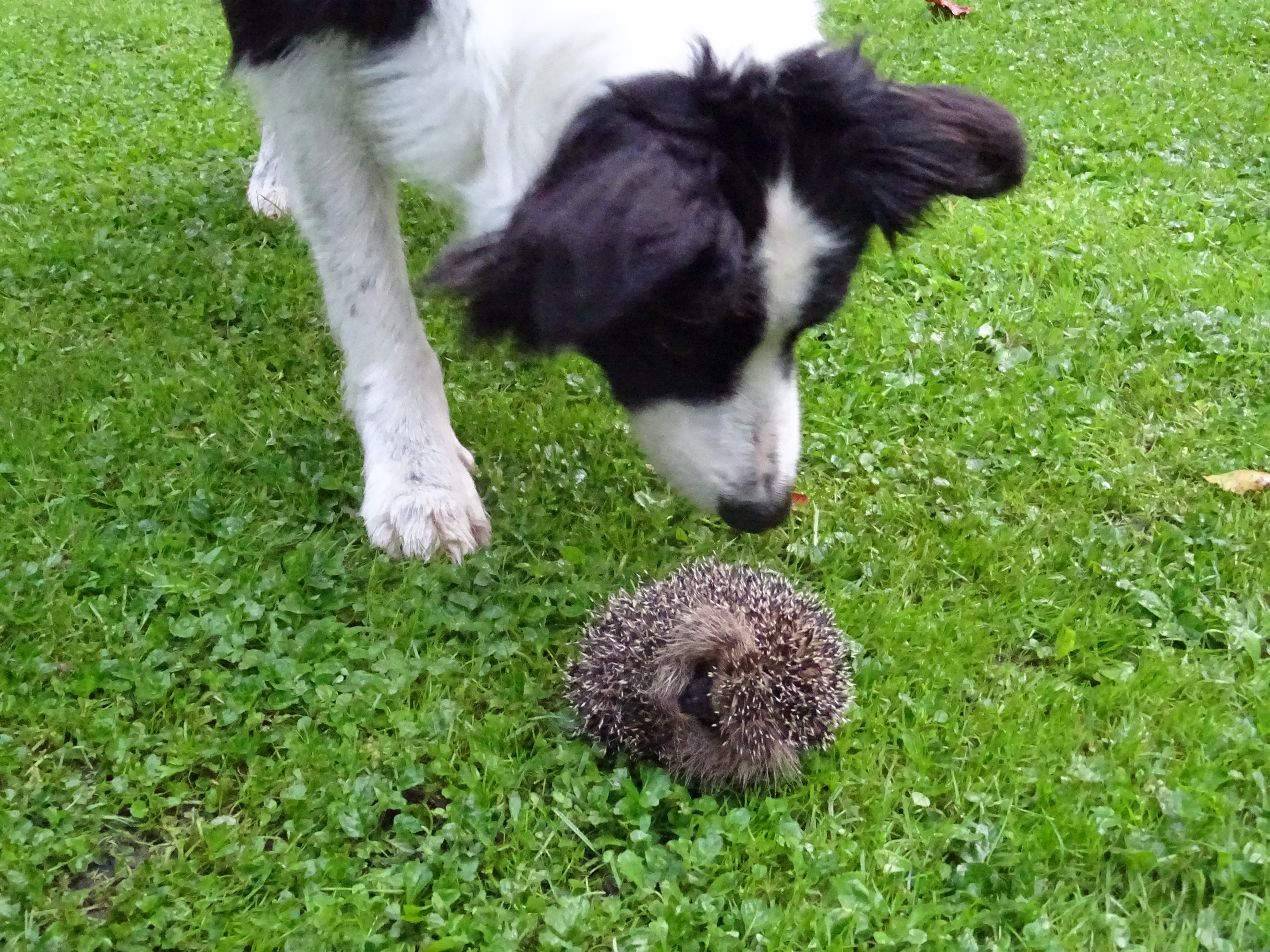 'Hond Mozz doet niets, maar vindt een opgerold egeltje razend interessant!'. (aangeleverde foto)
