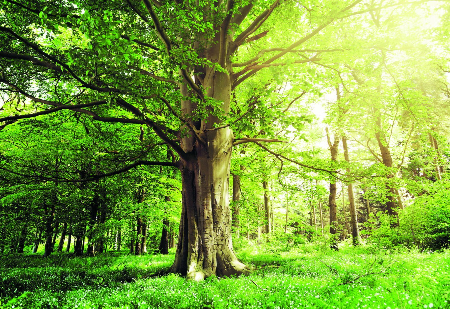 Beuken worden vaak oud en groot. (Foto: Adobe Stockfoto)
