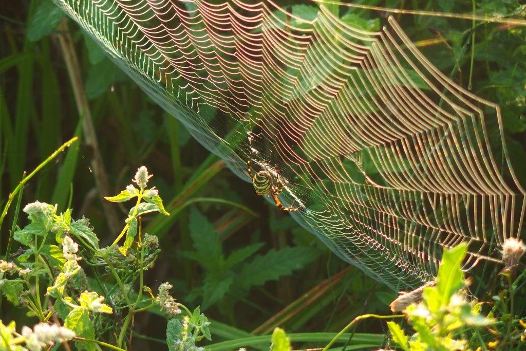 Spinnenpoten. (Foto: Pixibay).
