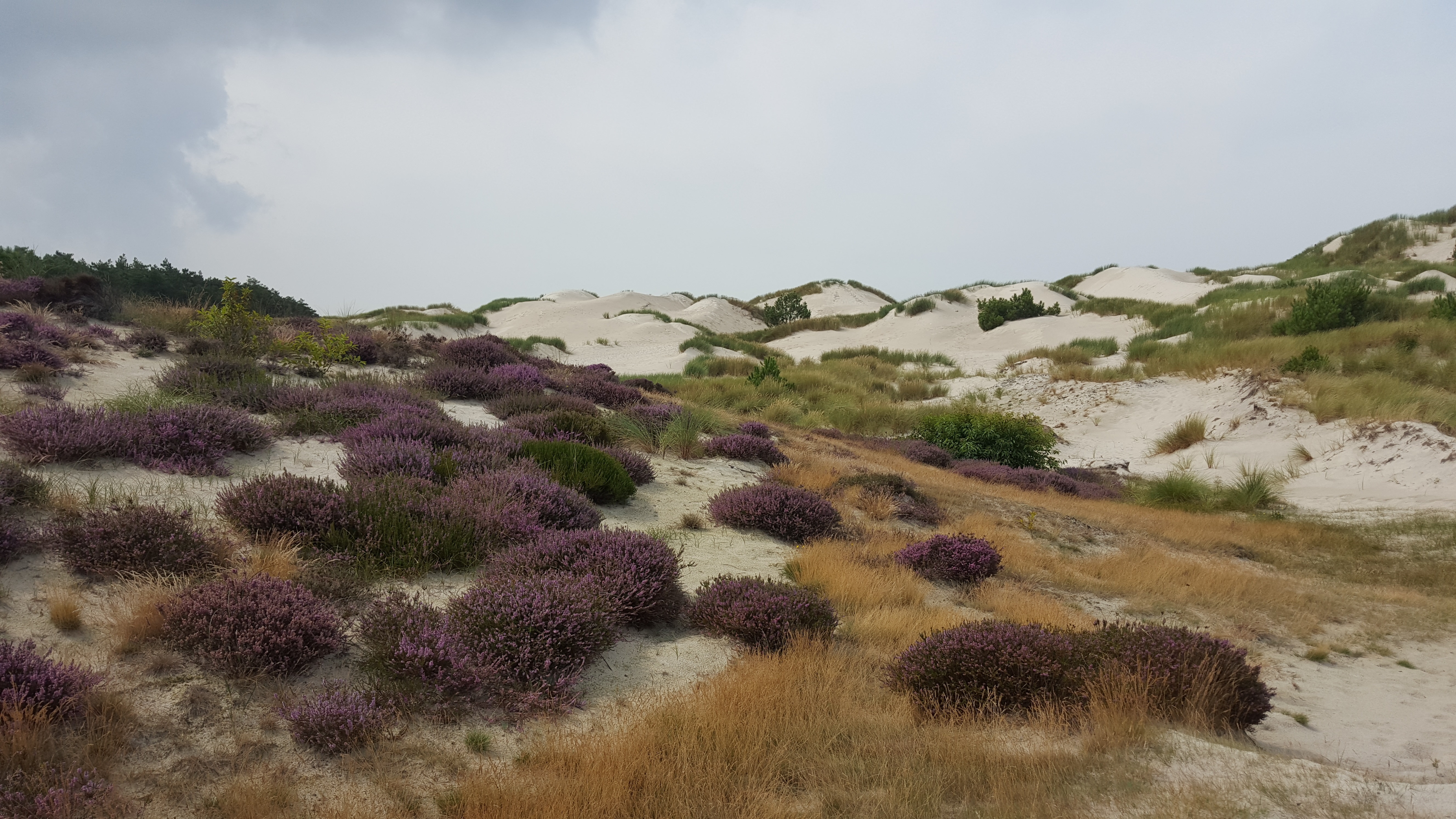 Werkzaamheden bestaan uit het verwijderen van bomen zodat er meer open duinen ontstaan en het op plekken weghalen van de bovenste bodemlaag zodat de heide zich kan ‘verjongen’. (Foto: aangeleverd)