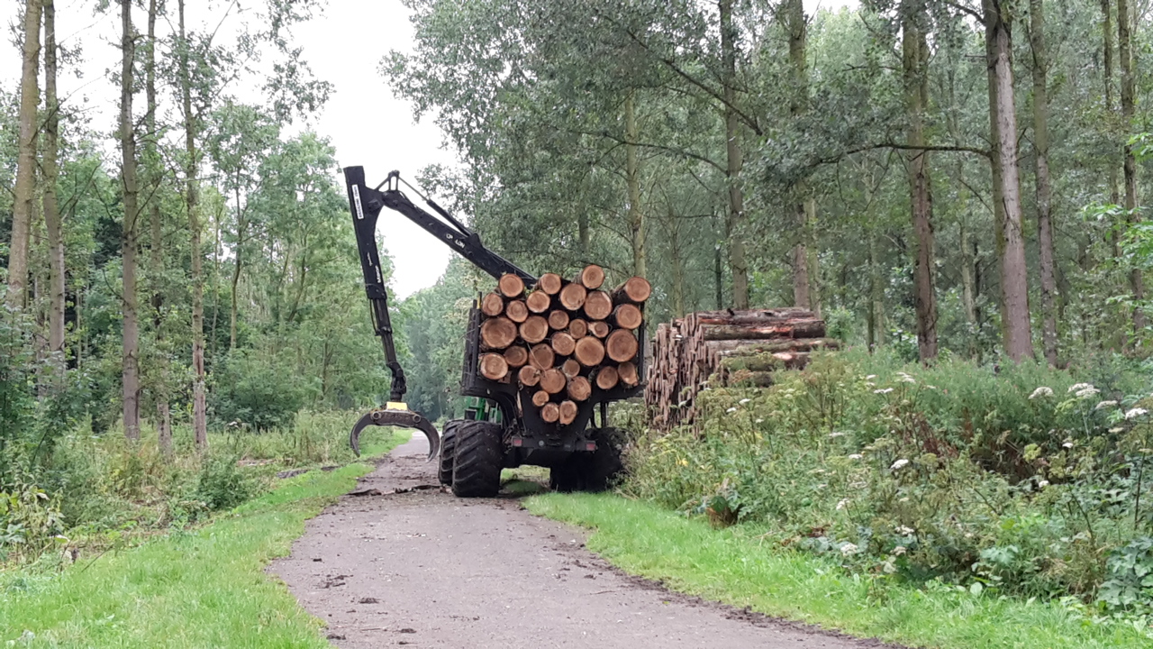 Er zal enige hinder zijn in het bos. (Foto: Staatsbosbeheer)