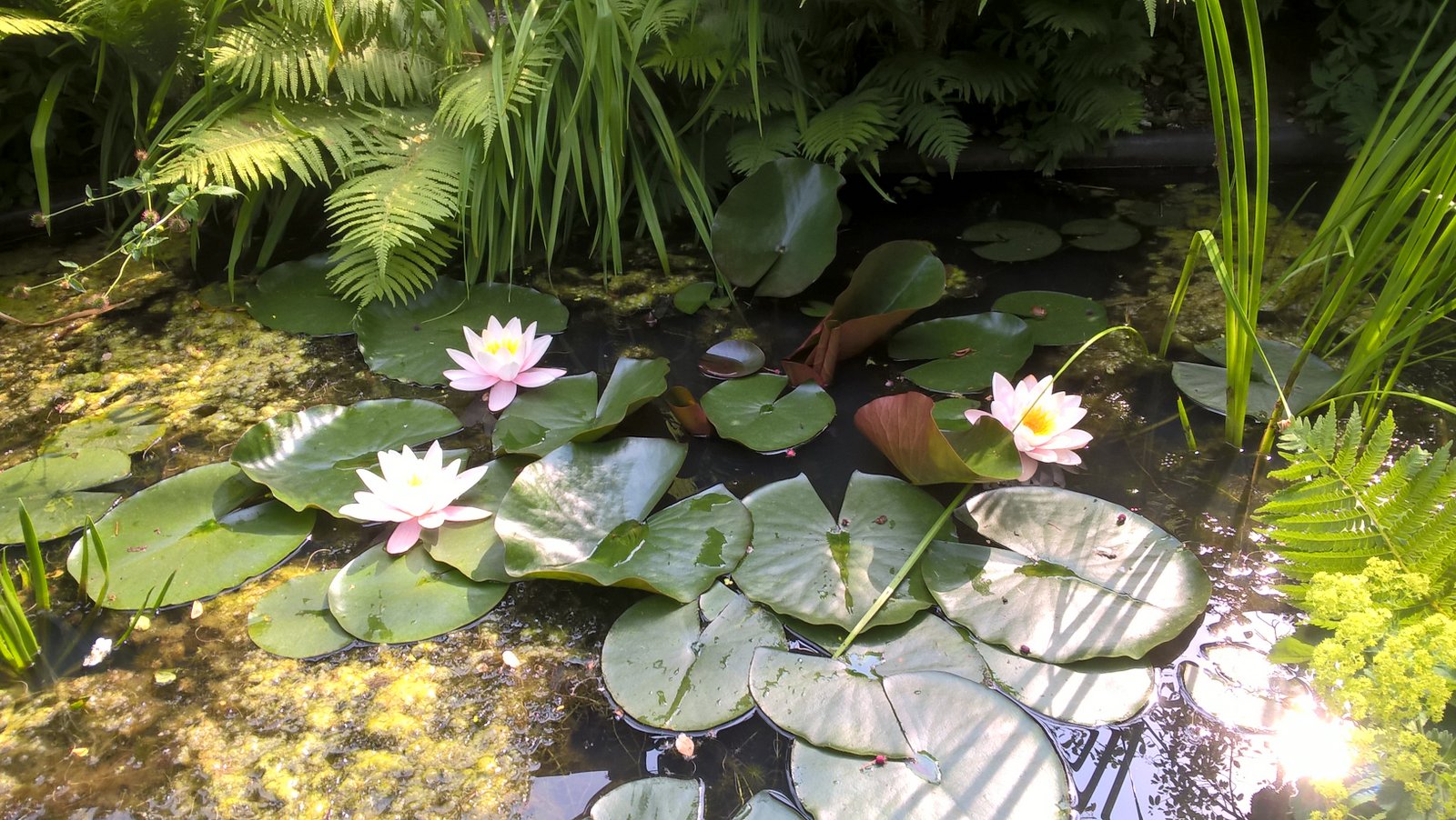 Waterlelies in de bijbelse tuin achter het Foreestenhuis in Hoorn. (Foto: aangeleverd)