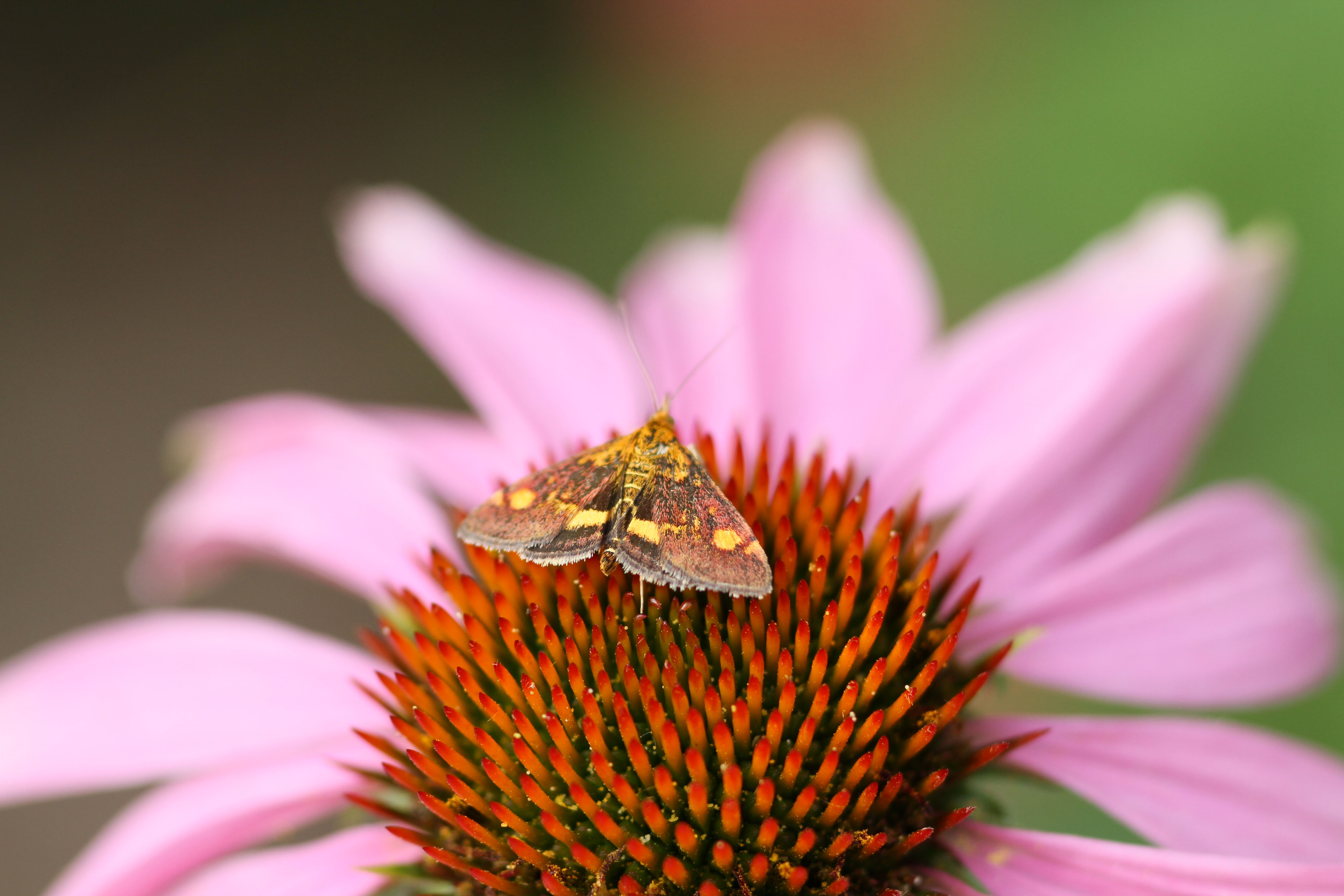 Wie de tentoonstelling over de natuur nog wil bezoeken in het Rundveemuseum, kan dat doen tot en met 30 september. (Foto: Hanneke de Boer)