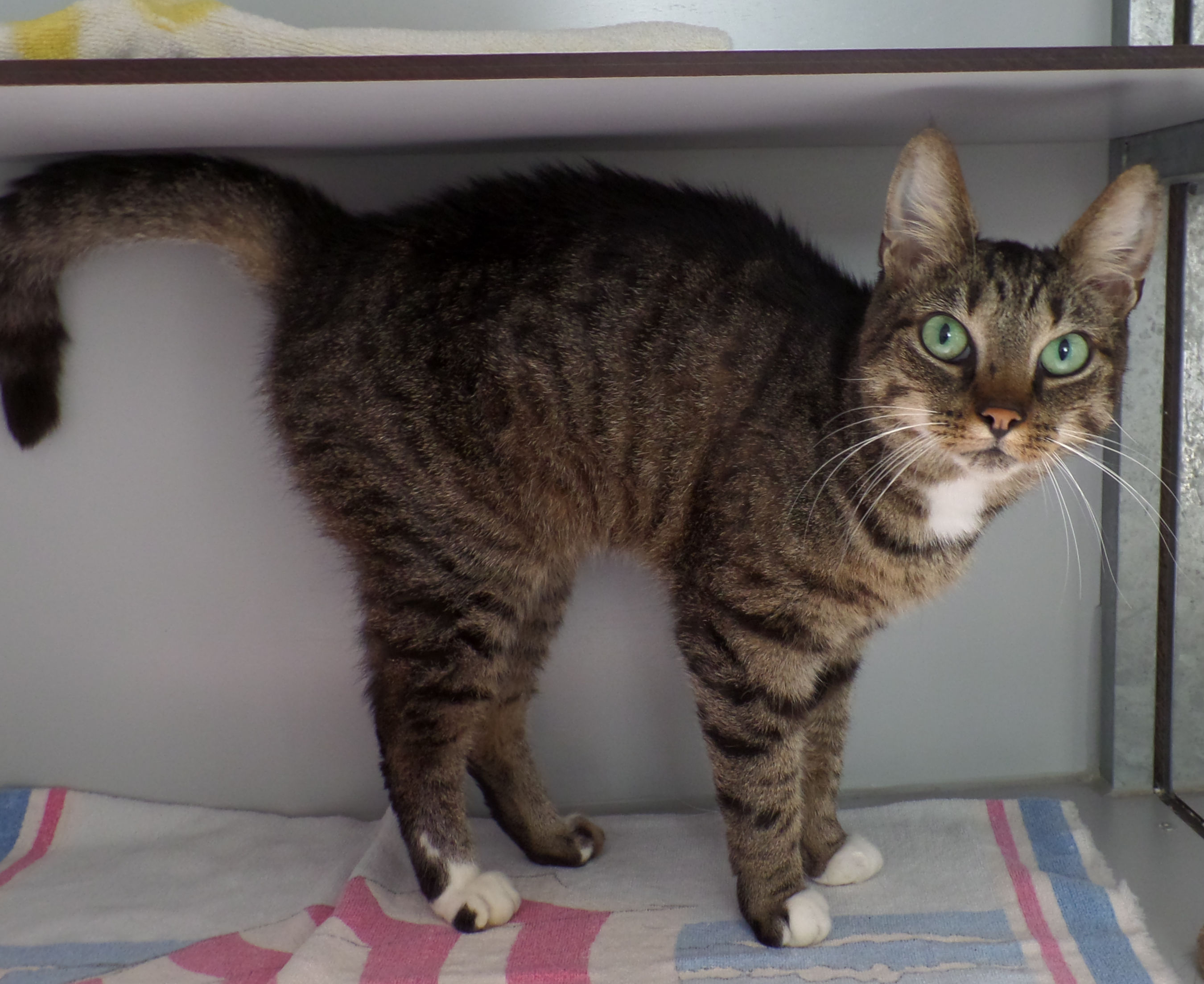 Een rustig leventje als binnenkat zou ideaal zijn voor Tigra. (Foto: aangeleverd)