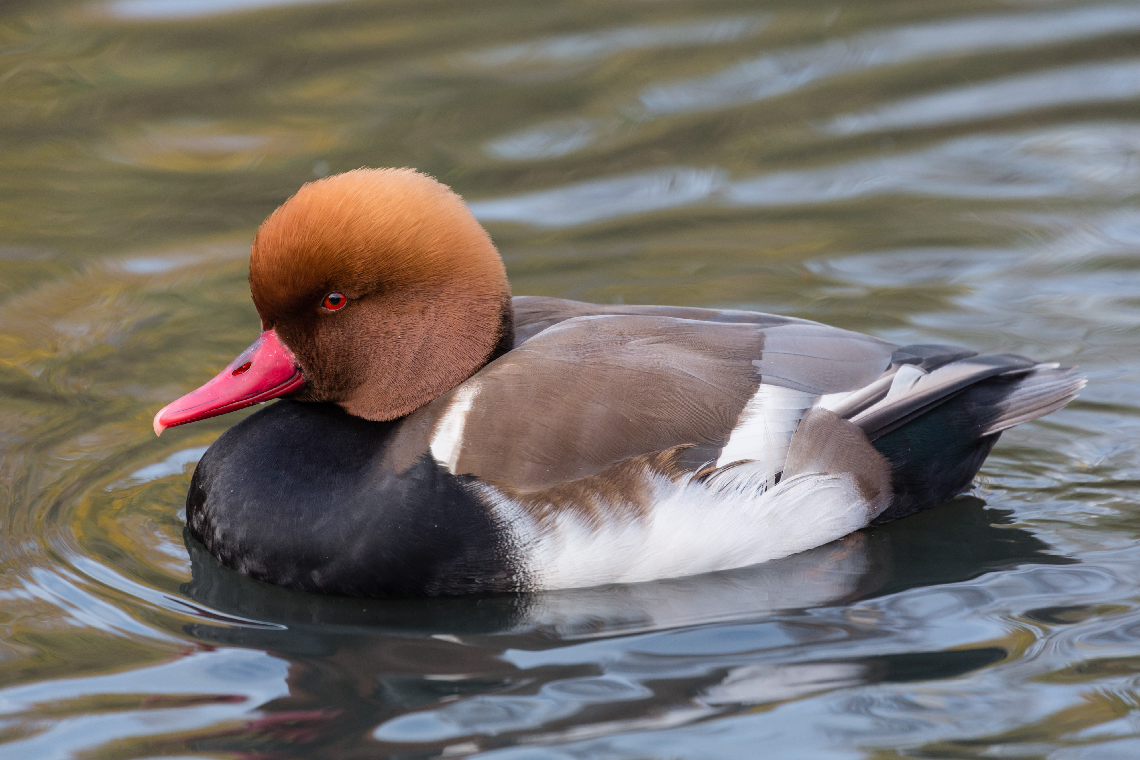 Krooneend. (Foto: aangeleverd)
