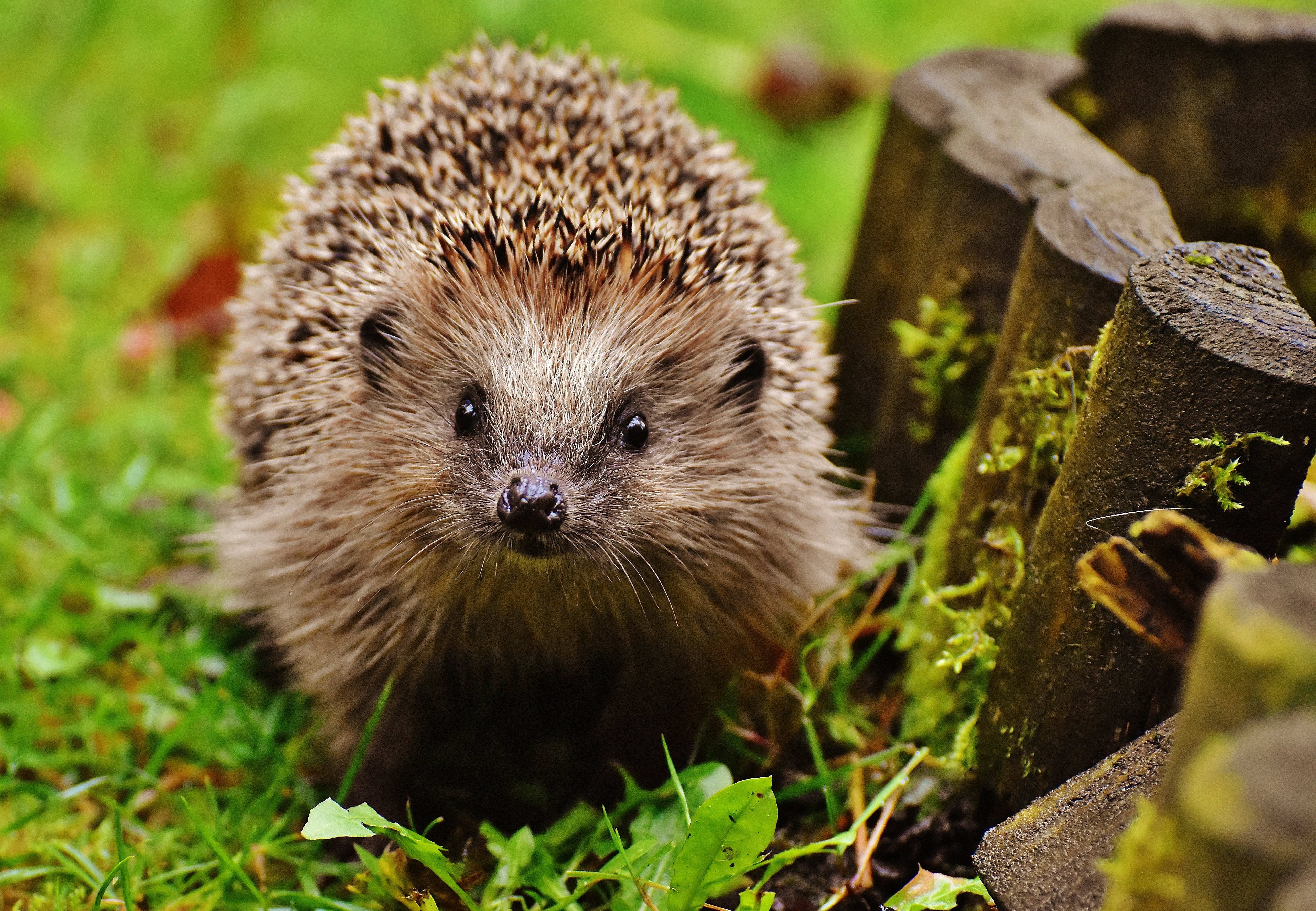 Egel. (Foto: Pixabay)