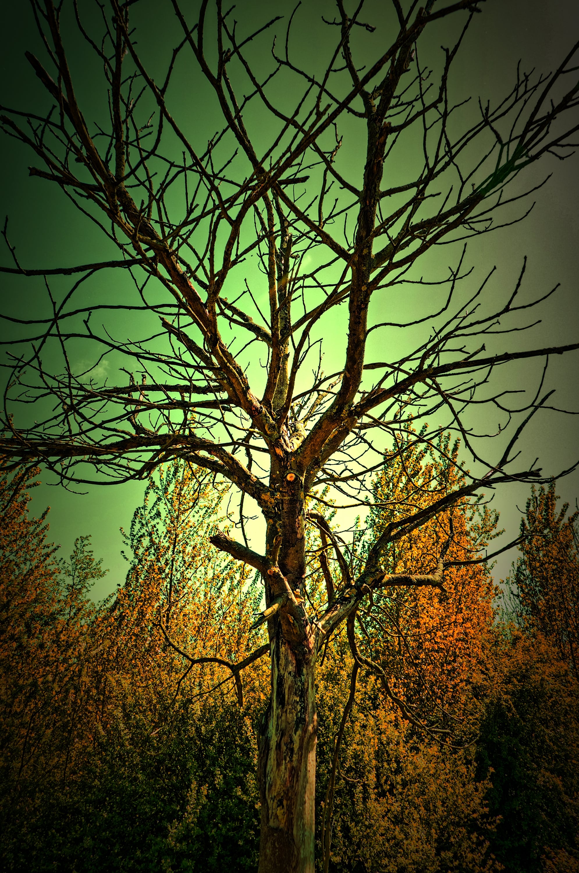 Bekijk de mooiste bomen in natuurpark Blokweer. (Foto: Hans Smink)