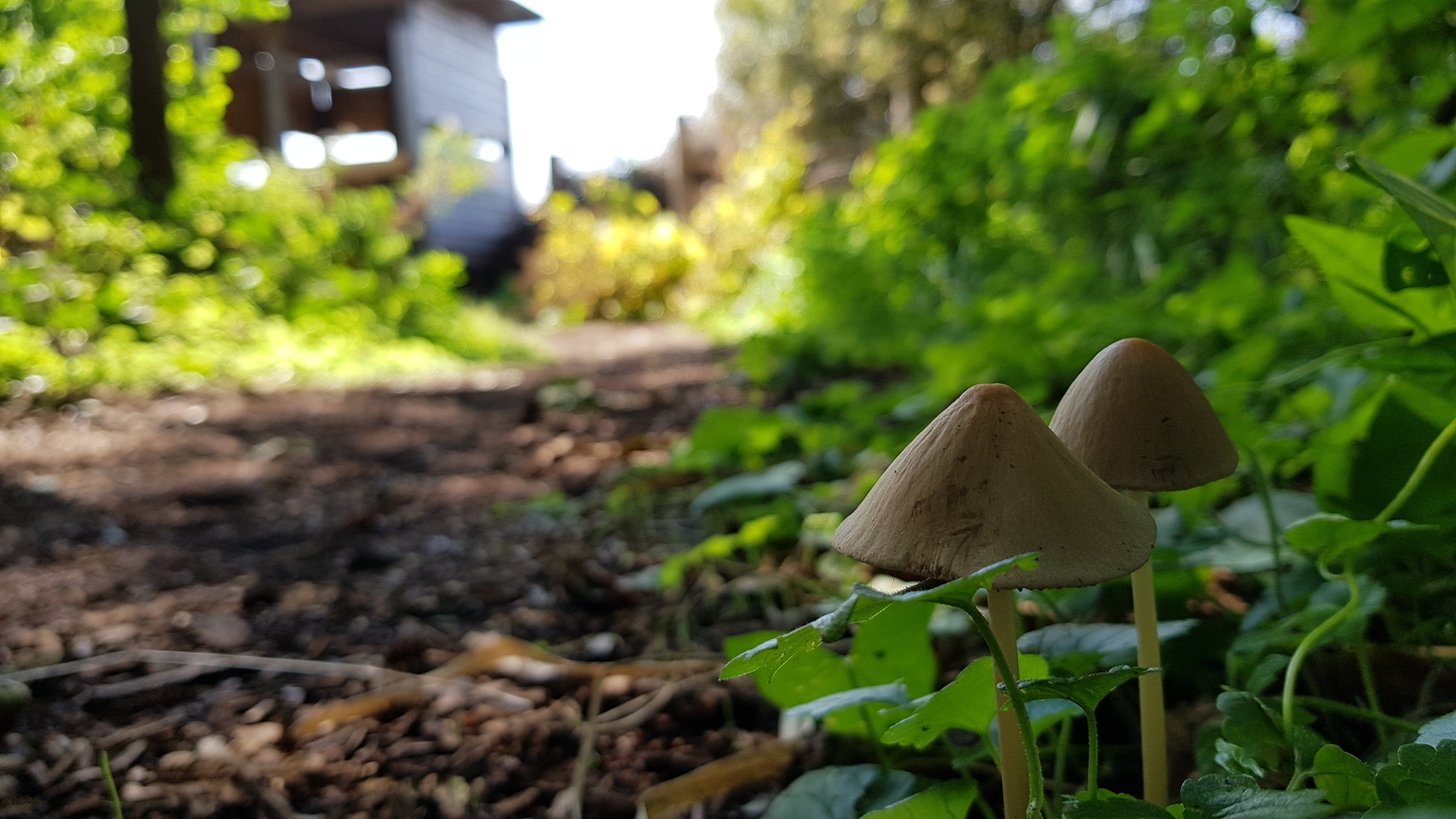 Ontdek zondag 14 oktober welke paddenstoelen er momenteel groeien in het Zwanenwater. (Foto: Sophie van Amstel)