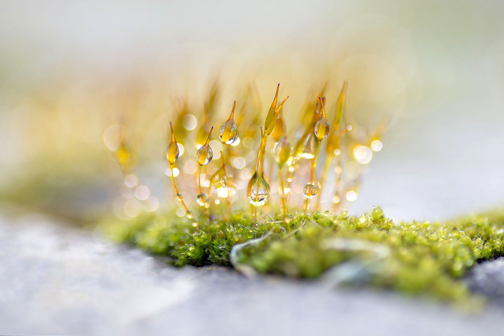 (Foto: Hetty Mellink)