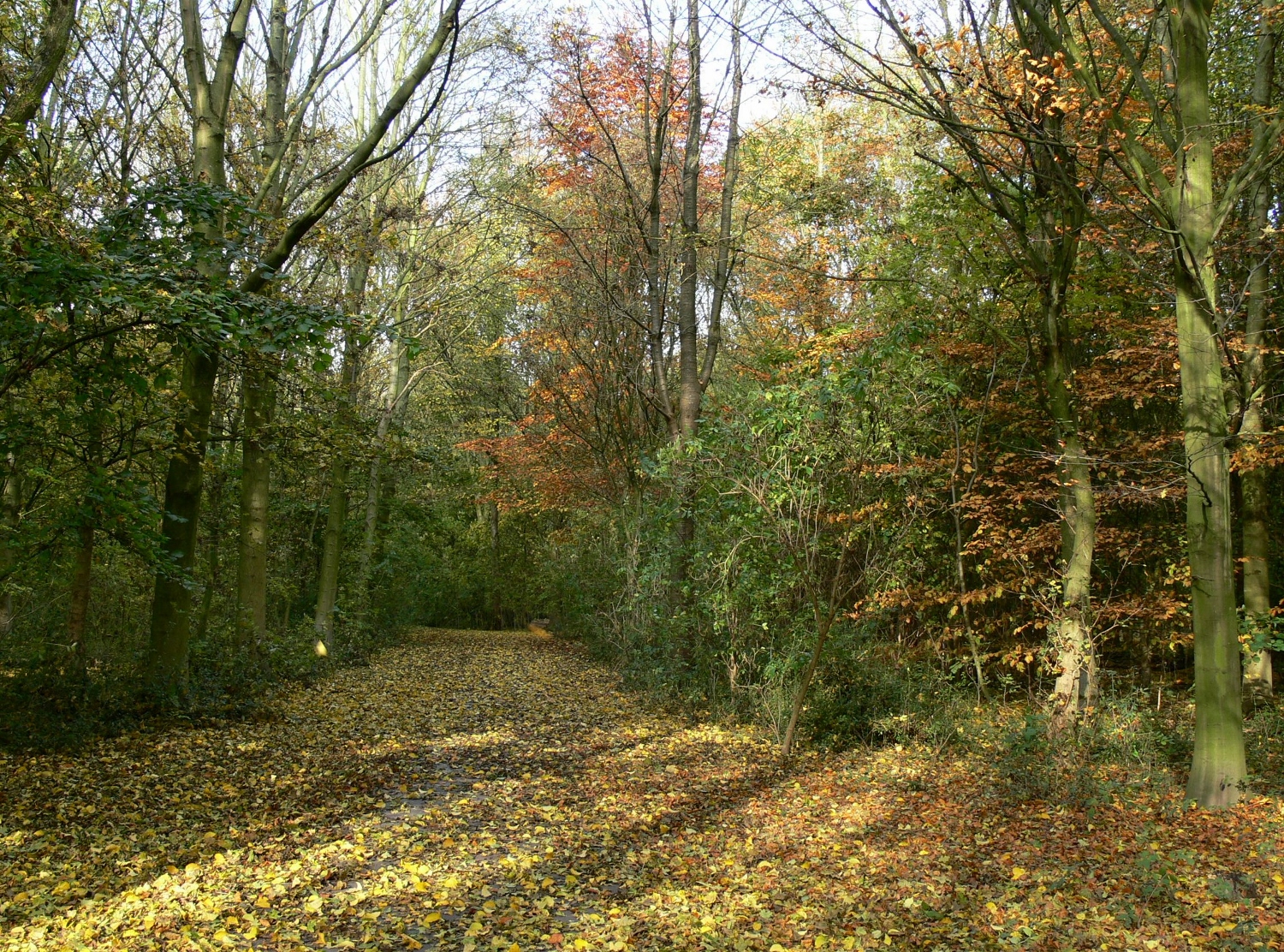 De bodem van het Streekbos wordt zondag 21 oktober tijdens een doe-activiteit onder de loep genomen. (Foto: Toos Brink)
