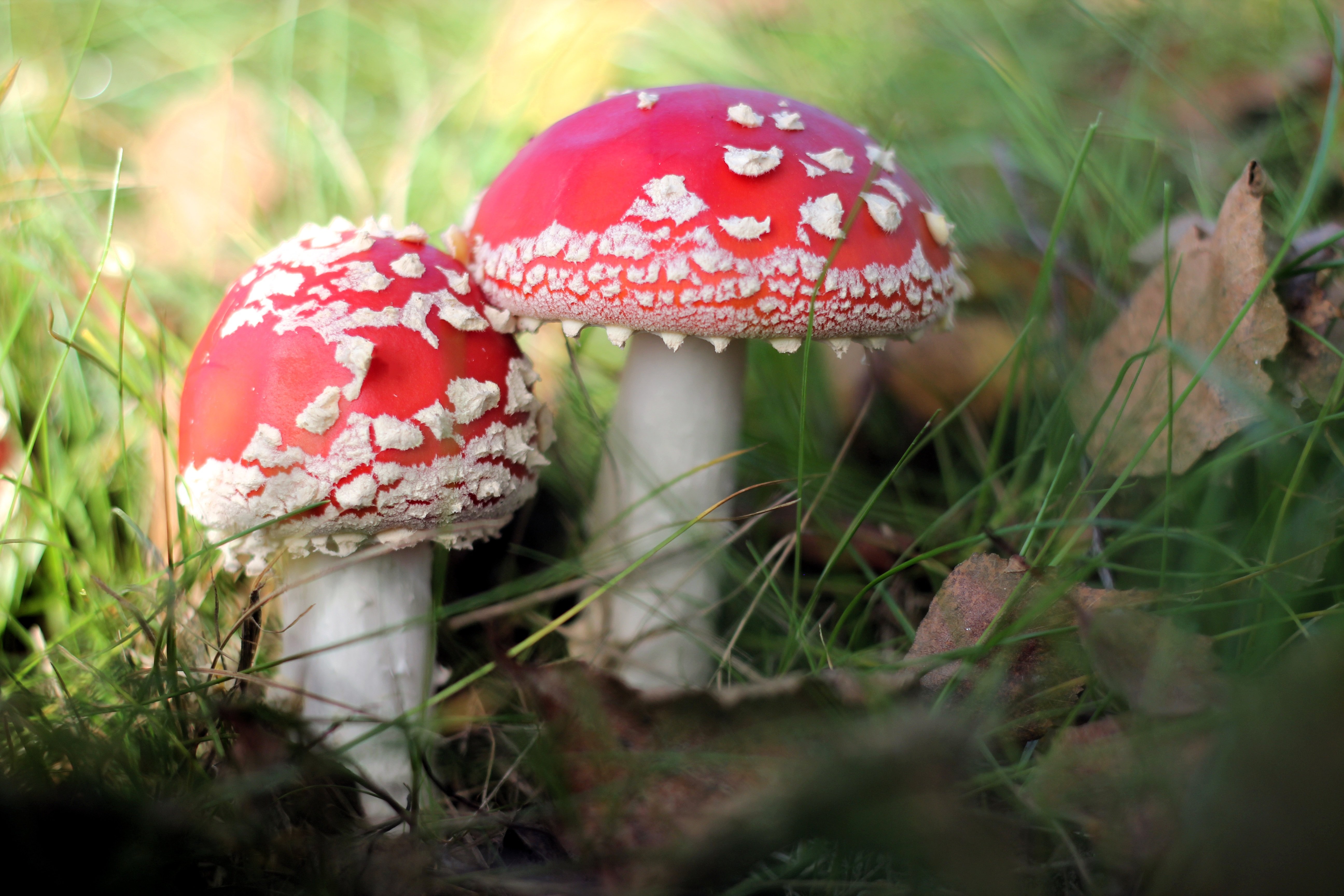 Het wemelt van de paddenstoelen in de Donkere Duinen. (Foto: Pixabay)