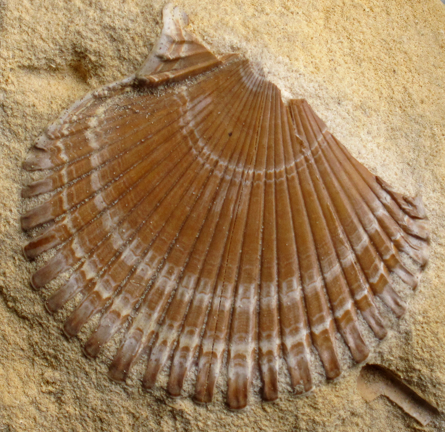 Gefossileerde schelp in mergel. (Foto: Tom Kisjes)