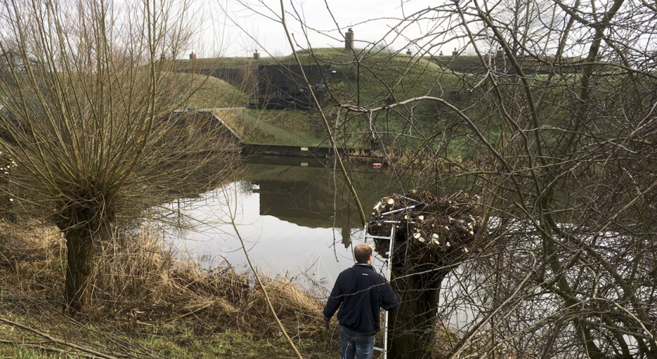 Wilgen knotten bij fort Zuidwijkermeer