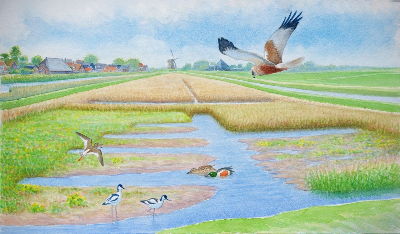 Een impressie van het opnieuw ingerichte Lage Landje. (Illustratie: HHNK)