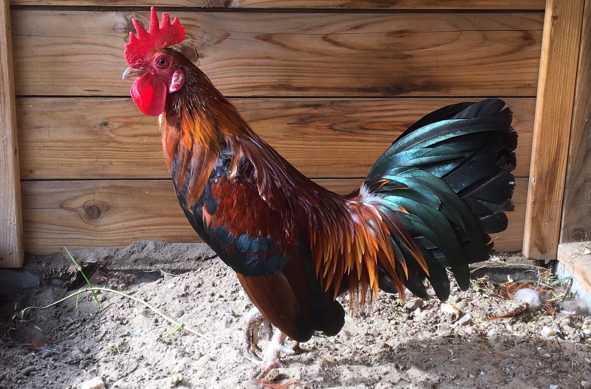 Pee is een gezellig baasje dat graag een koppeltje hennetjes wil. Wie kan hem dat bieden? (Foto: aangeleverd)