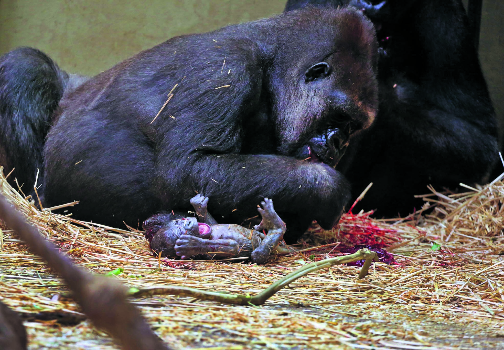 Gorilla geboren, moeder eet nageboorte op. (Foto: ARTIS, Ronald van Weeren)