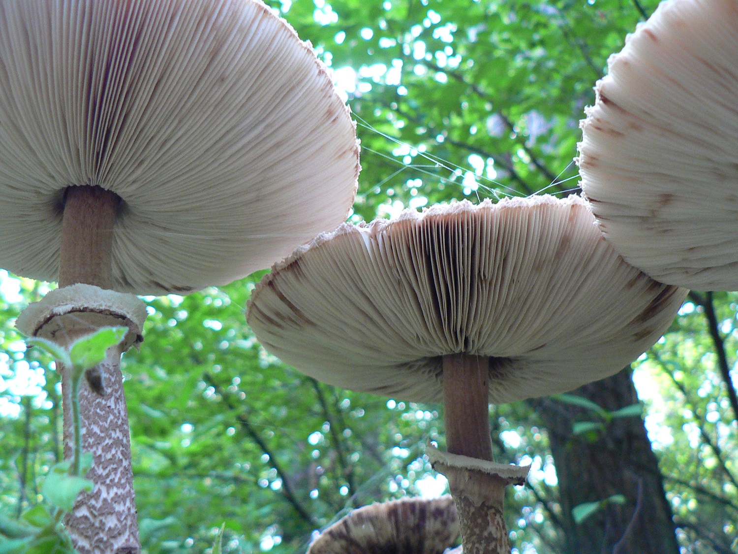 Parasolzwam. (Foto: Jeanine Hamers)