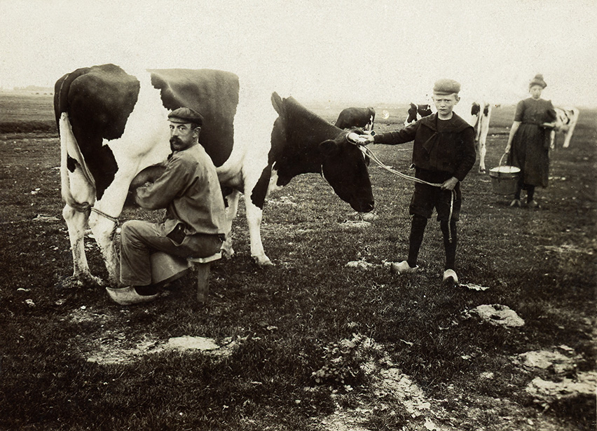 Zo zag de veeteelt er vroeger ongeveer uit. (Vereniging Historisch Beemster)