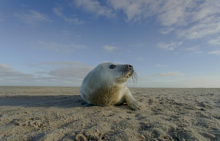 Wad, overleven op de grens van water en land. (Foto: aangeleverd).