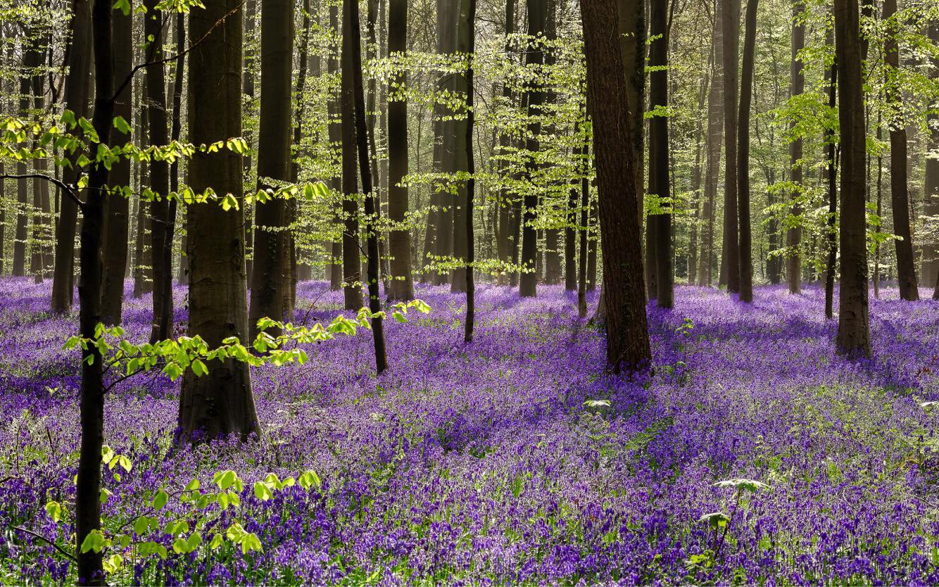 Het Hallerbos in België als voorbeeld. (Foto van natuurfotograaf Mathijs Frenken www.frenkenfotografie.nl)