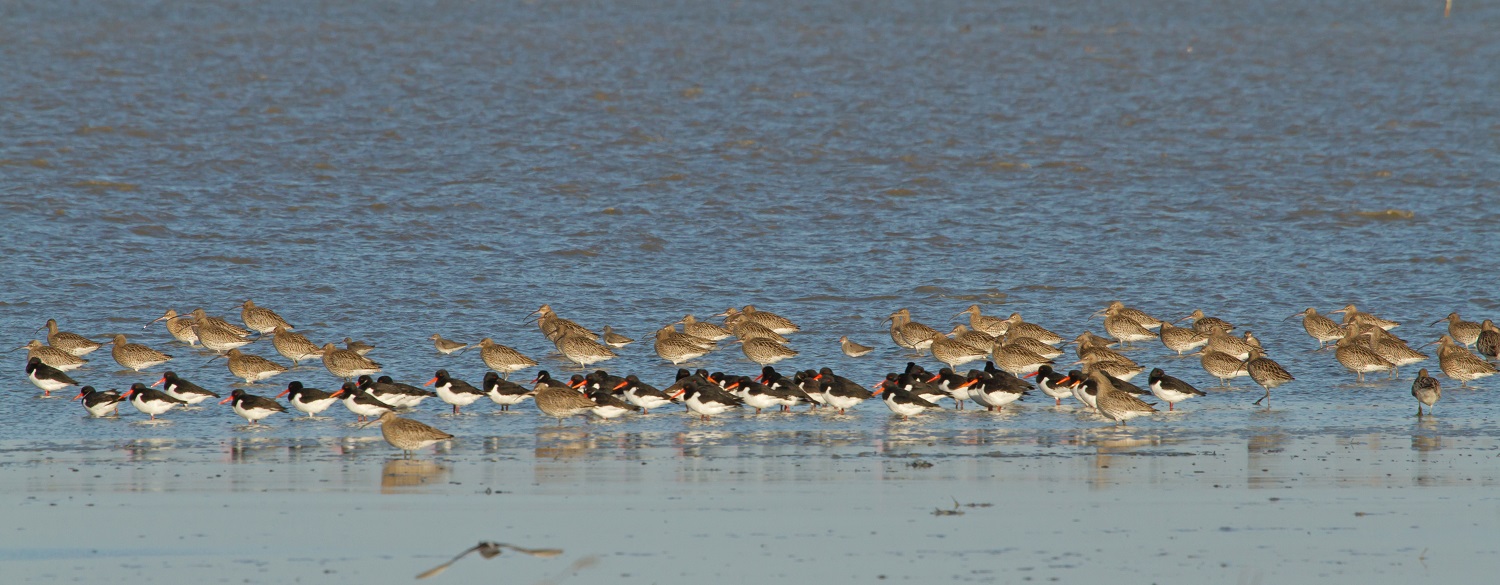Steltlopers op het Balgzand. (Foto: Joke Huijser-Spekken)