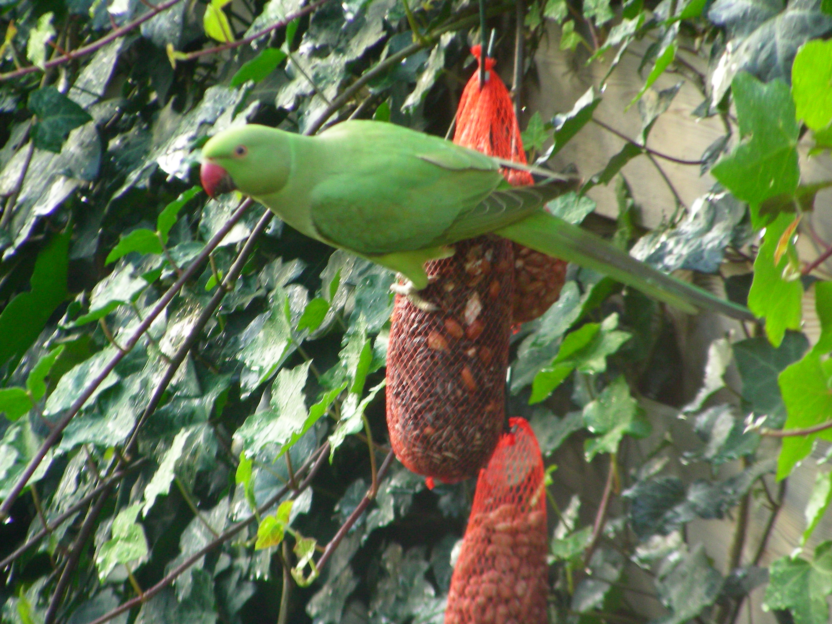 Vogelparadijs in Haarlem-Centrum