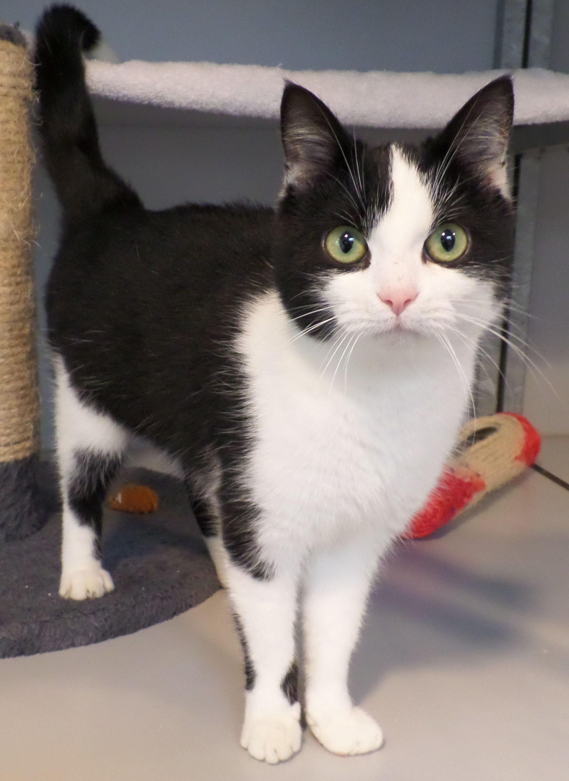Feline is een zachtaardig poesje dat nu nog een beetje schuchter is. (Foto: aangeleverd)