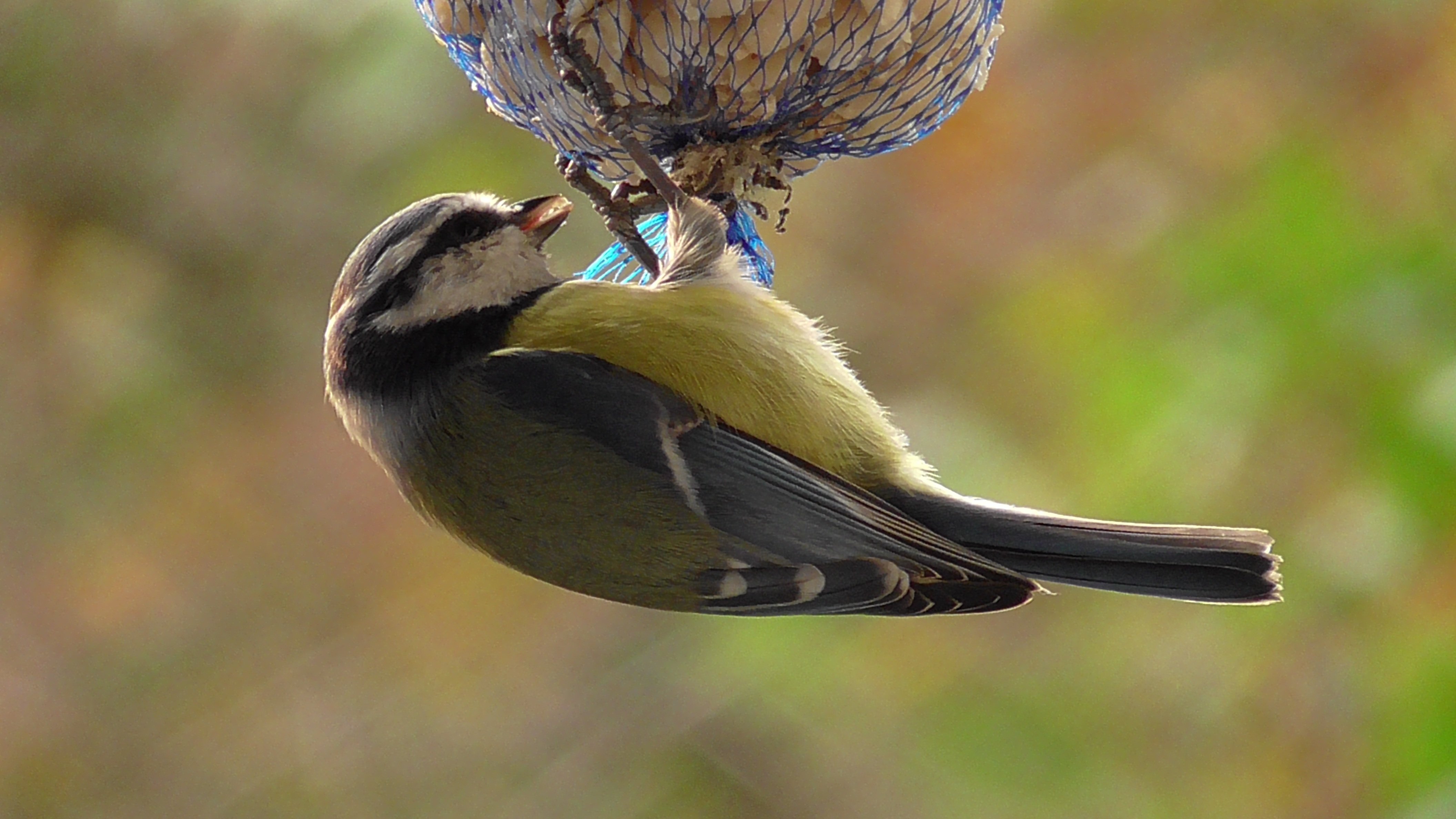 Een vetbol biedt uitkomst voor vogels in de koude wintermaanden. (Foto: Pixabay)