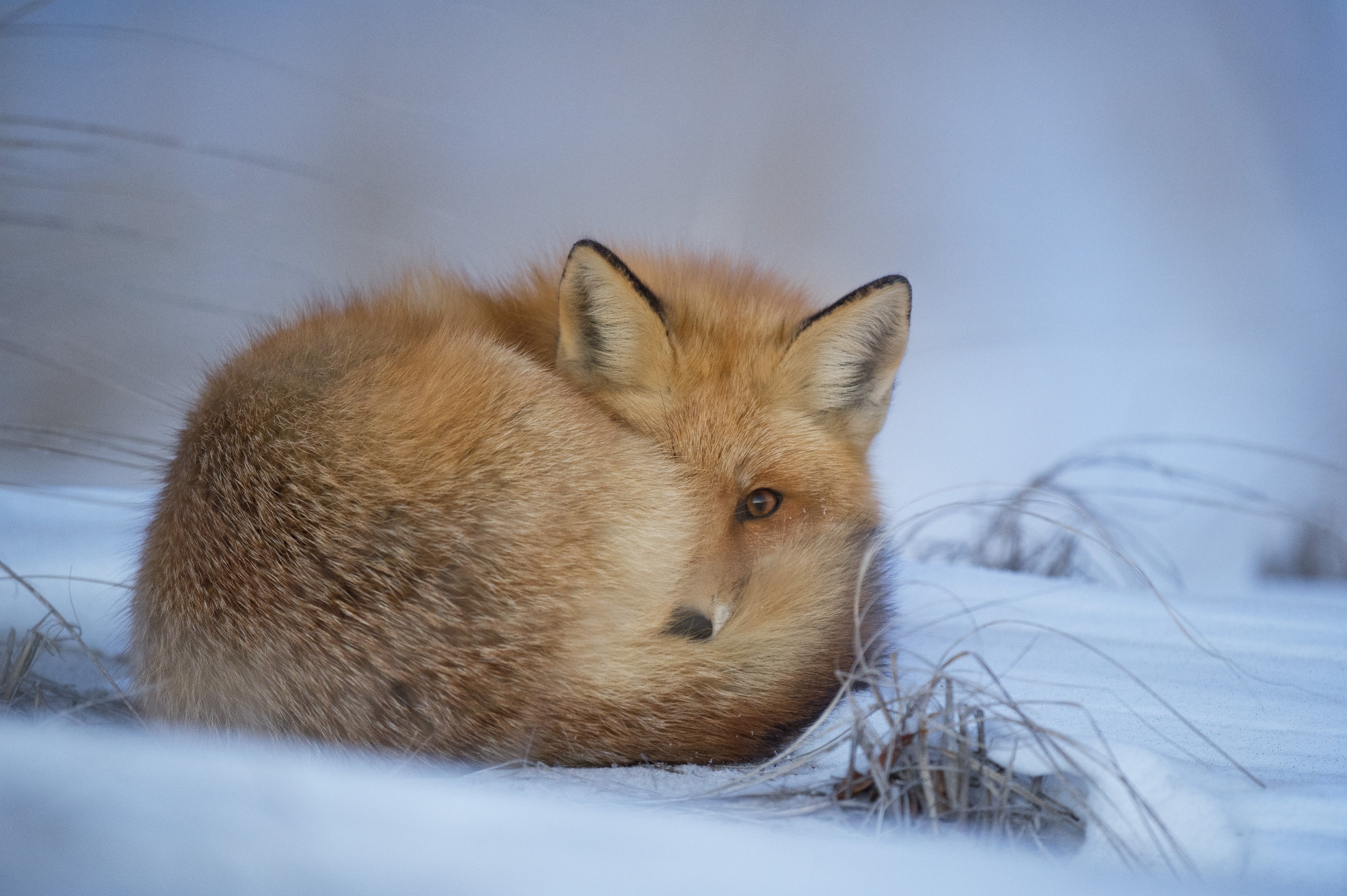 Een vos wapent zichzelf tegen de kou. (Foto: Pixabay)