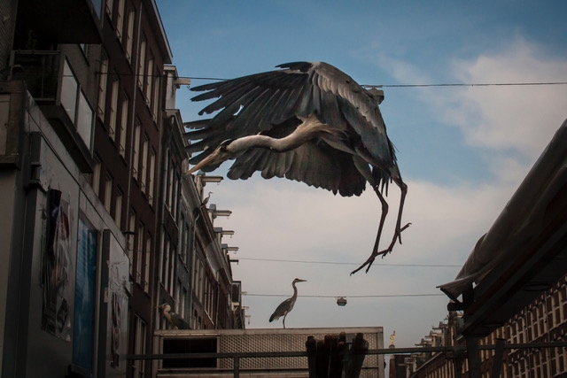 Reigers. (Foto: aangeleverd)