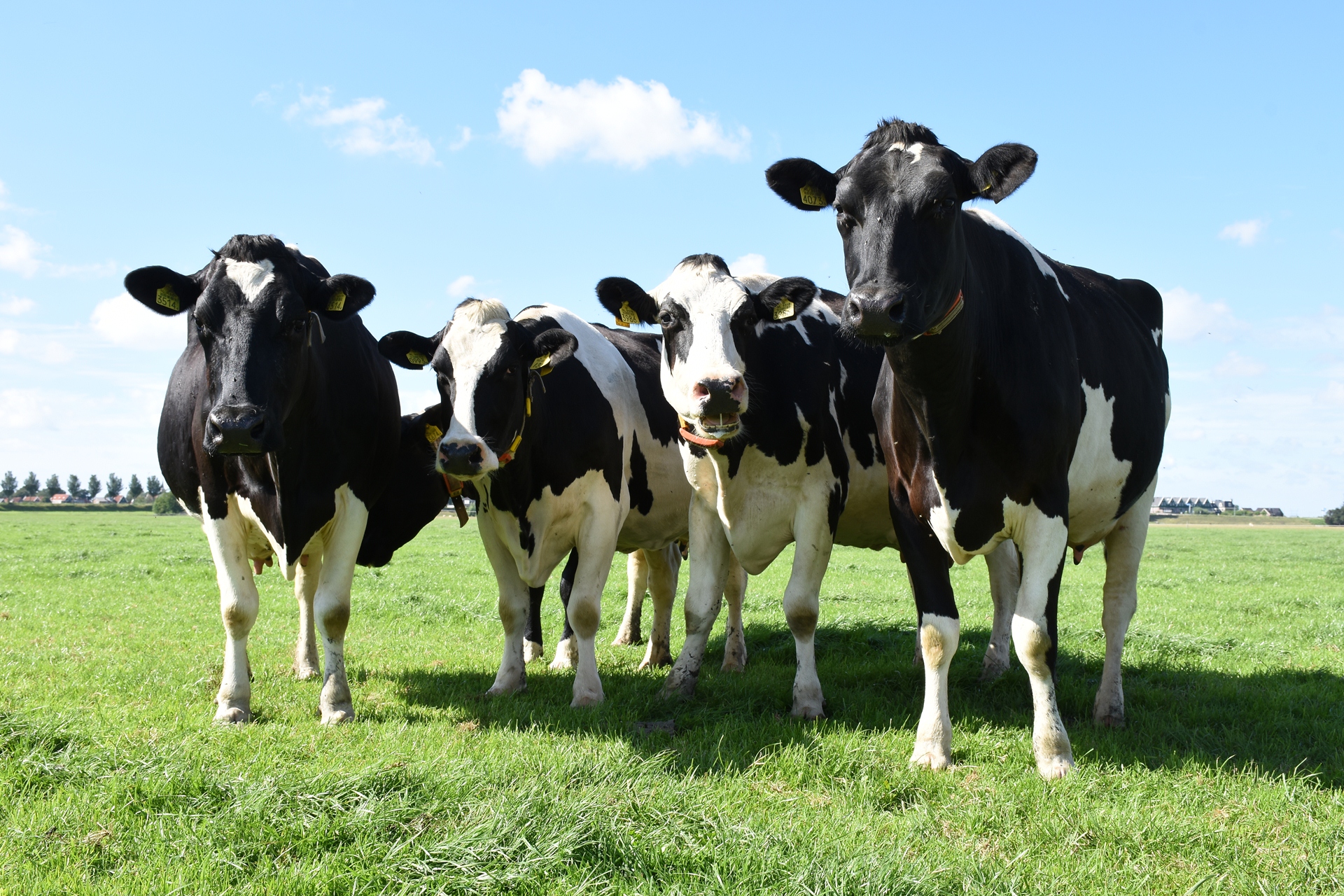 Staan deze koeien straks op een ander land of op drijfzand? (Foto: aangeleverd)