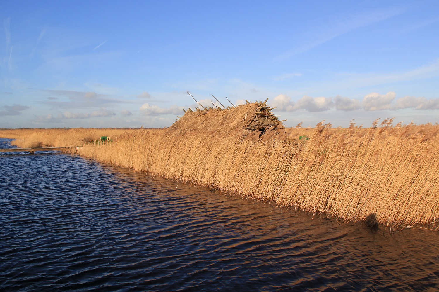 'In de winter lijkt het water in Ilperveld trager te bewegen en het gele riet zorgt voor een goudkleurige gloed'. (Foto: Klaas Ros)